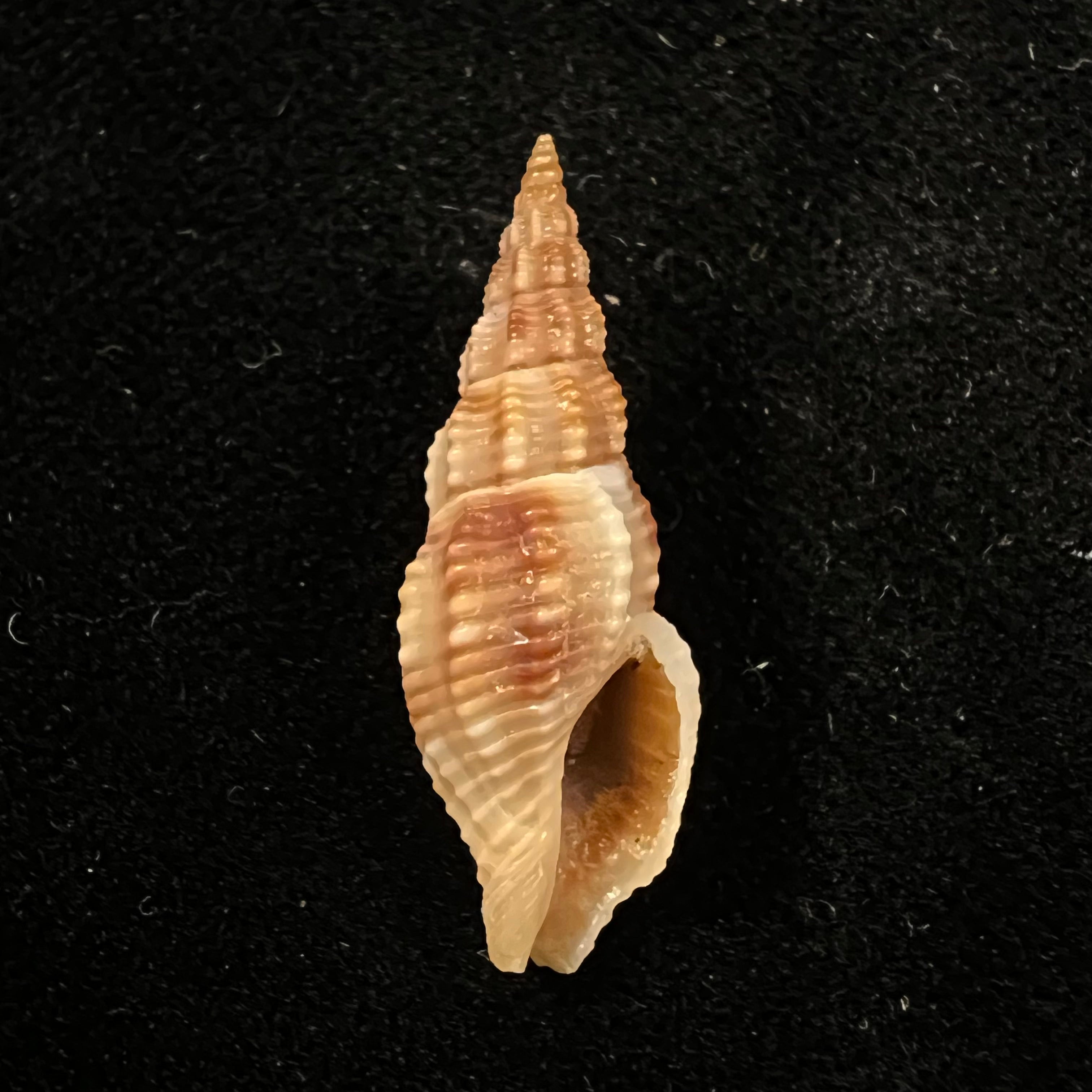 Metaphos dejanira (Dall, 1919) - 25,5mm