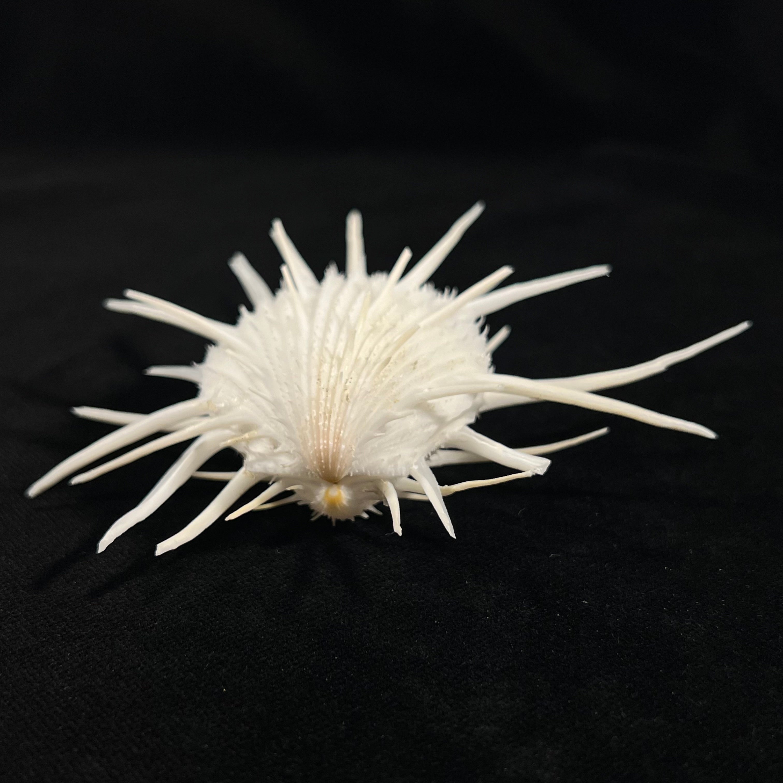 Spondylus Imperialis Chenu, 1844 - 74,1mm