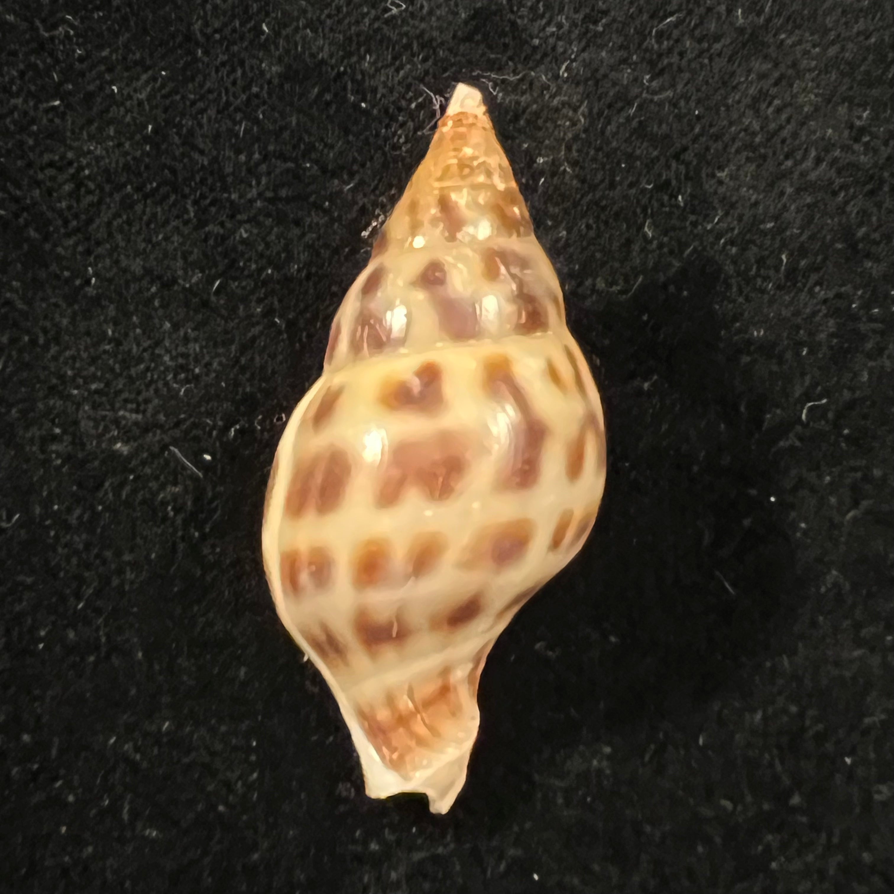 Pusionella nifat (Bruguière, 1789) - 39,9mm