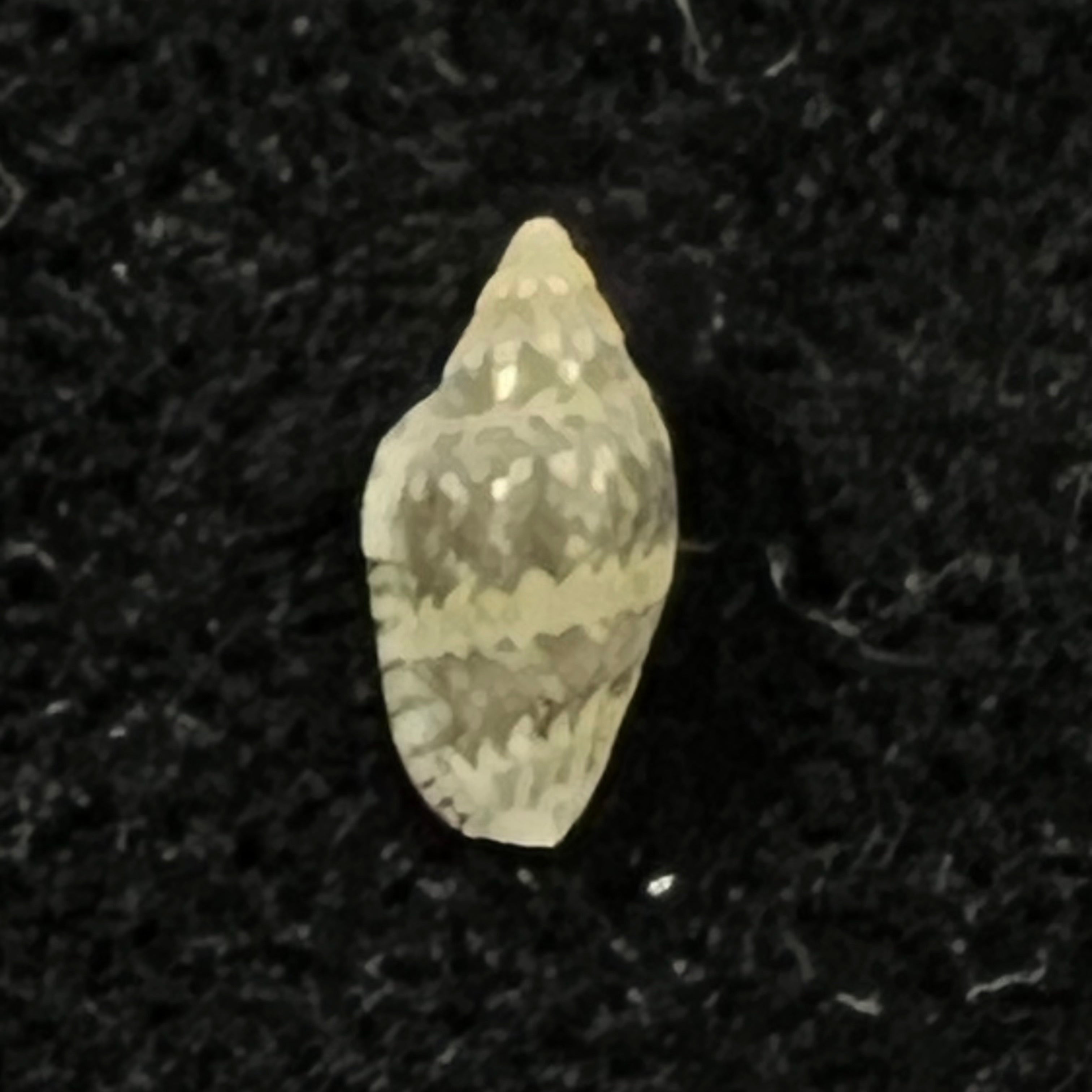 Marginella spinacia Gofas & F. Fernandes, 1988 - 7,1mm