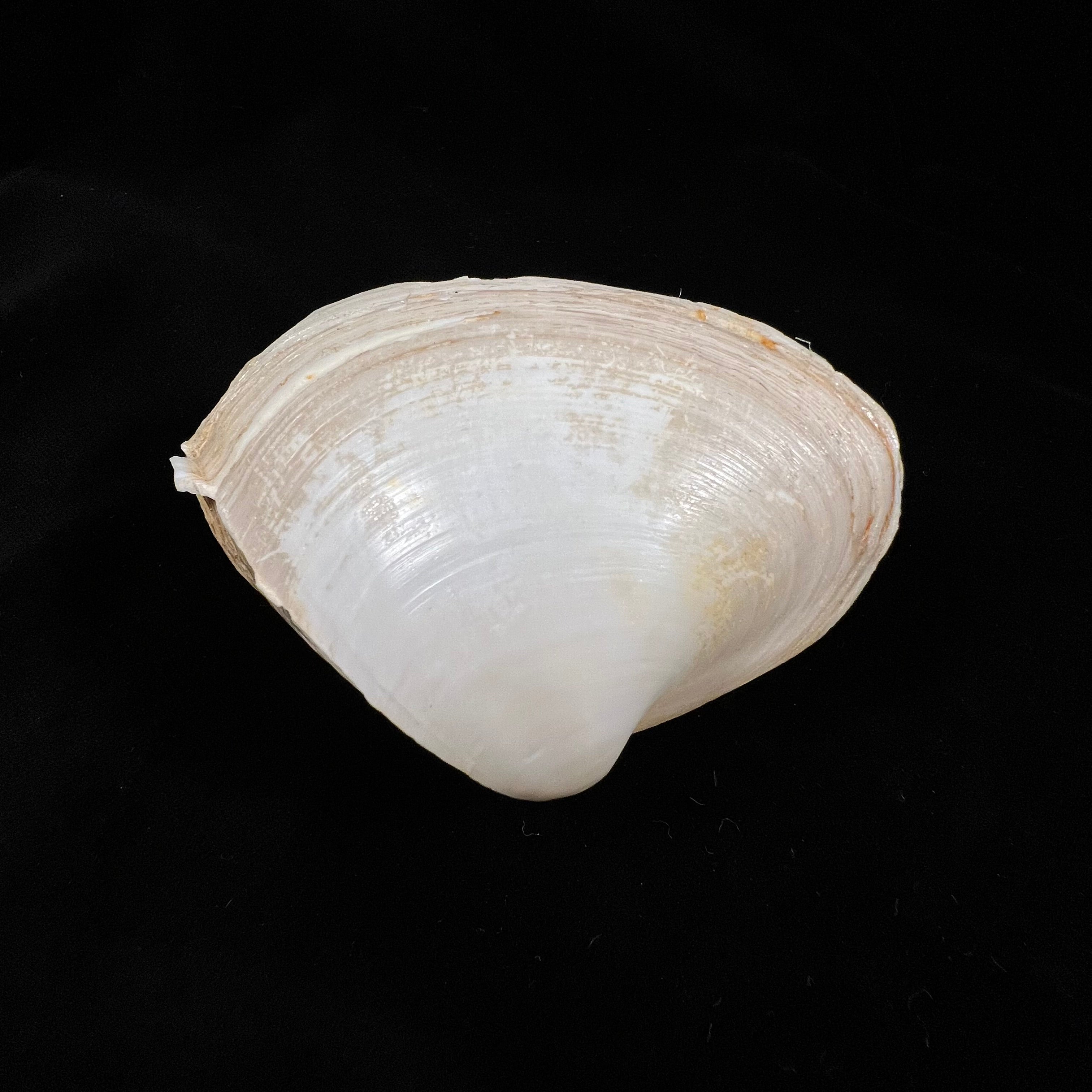 Mactrellona alata(Spengler,1802)- 92,8毫米