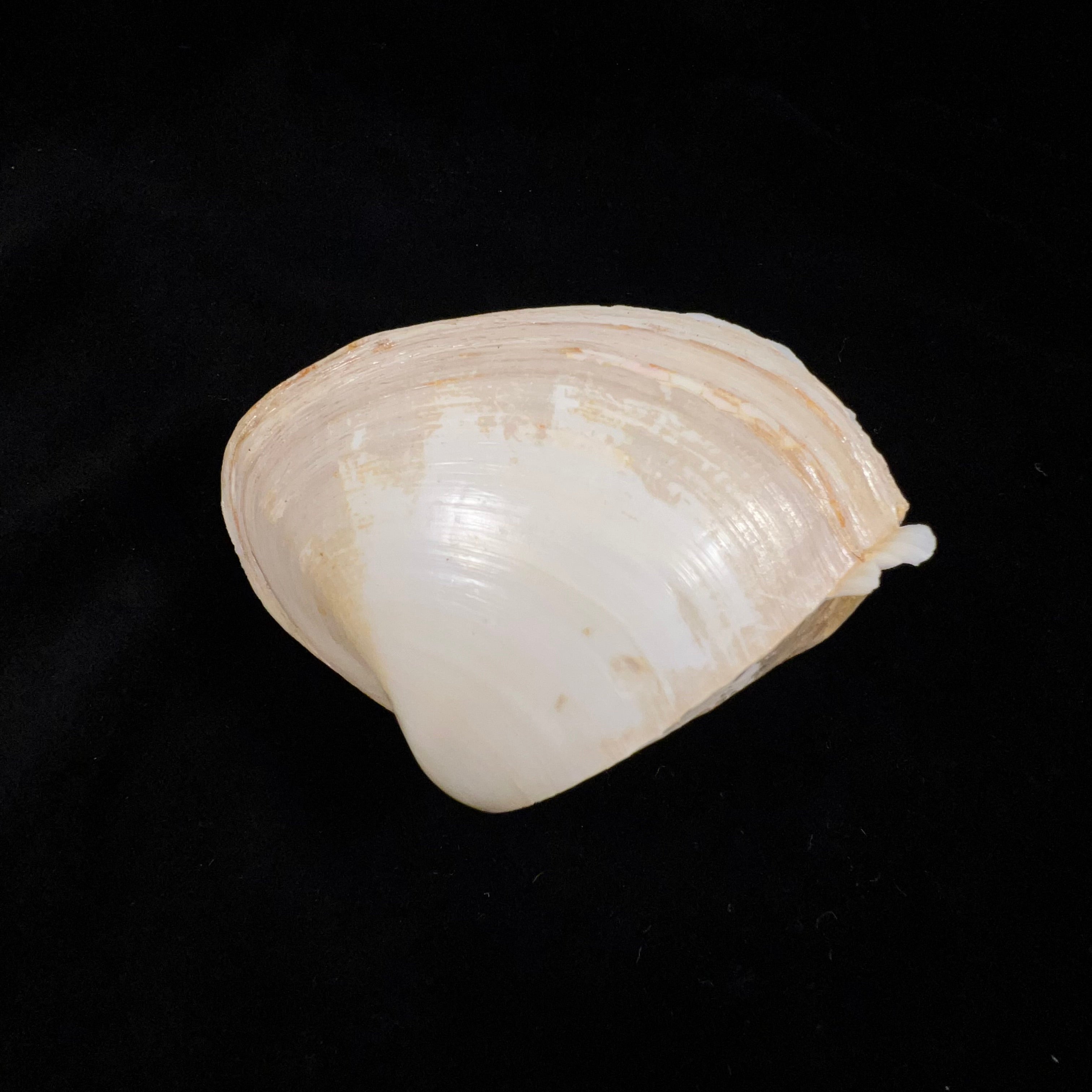 Mactrellona alata(Spengler,1802)- 92,8毫米