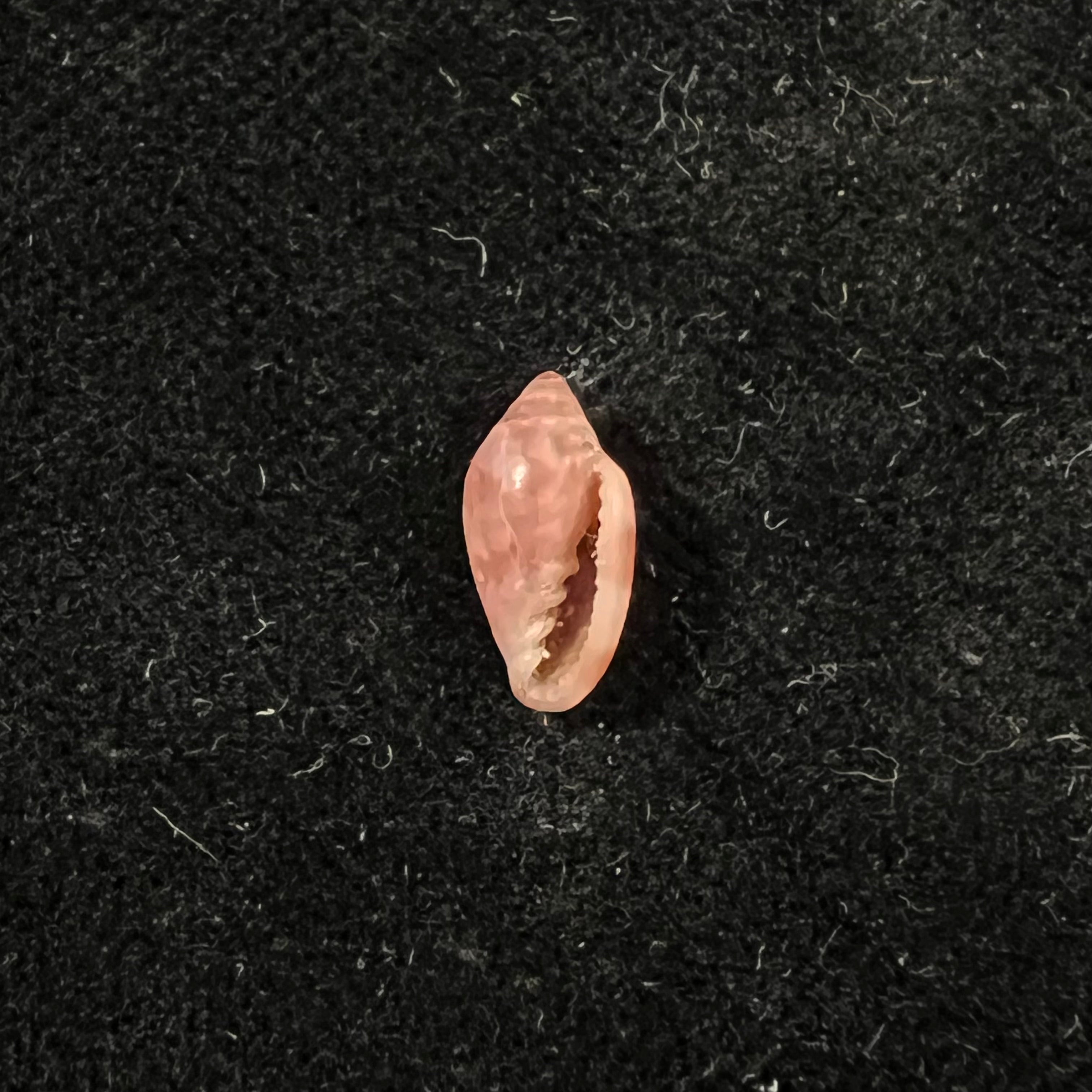Marginella purpurea Cossignani, 2006 - 10,9mm