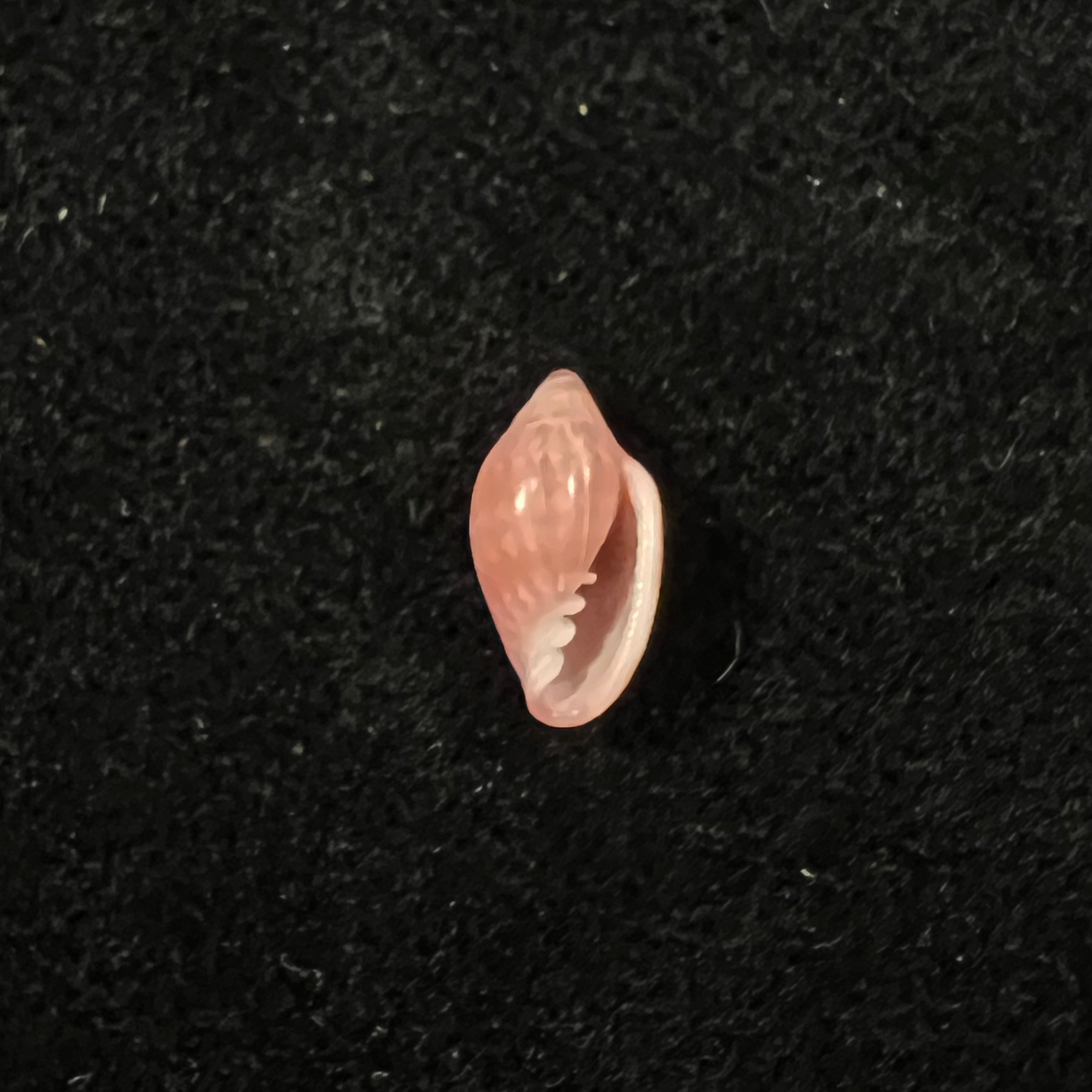 Marginella purpurea Cossignani, 2006 - 10,8mm