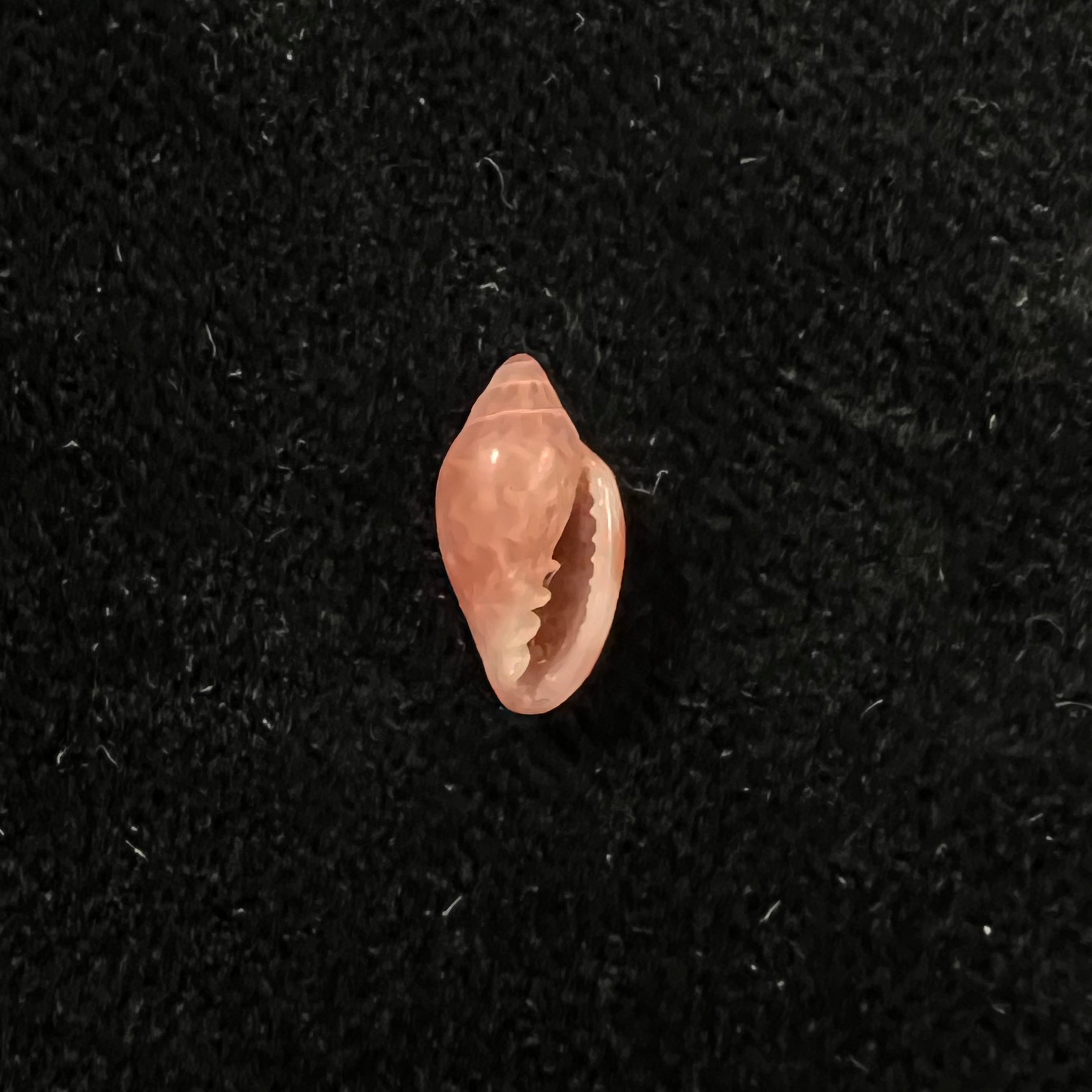 Marginella purpurea Cossignani, 2006 - 10,4mm