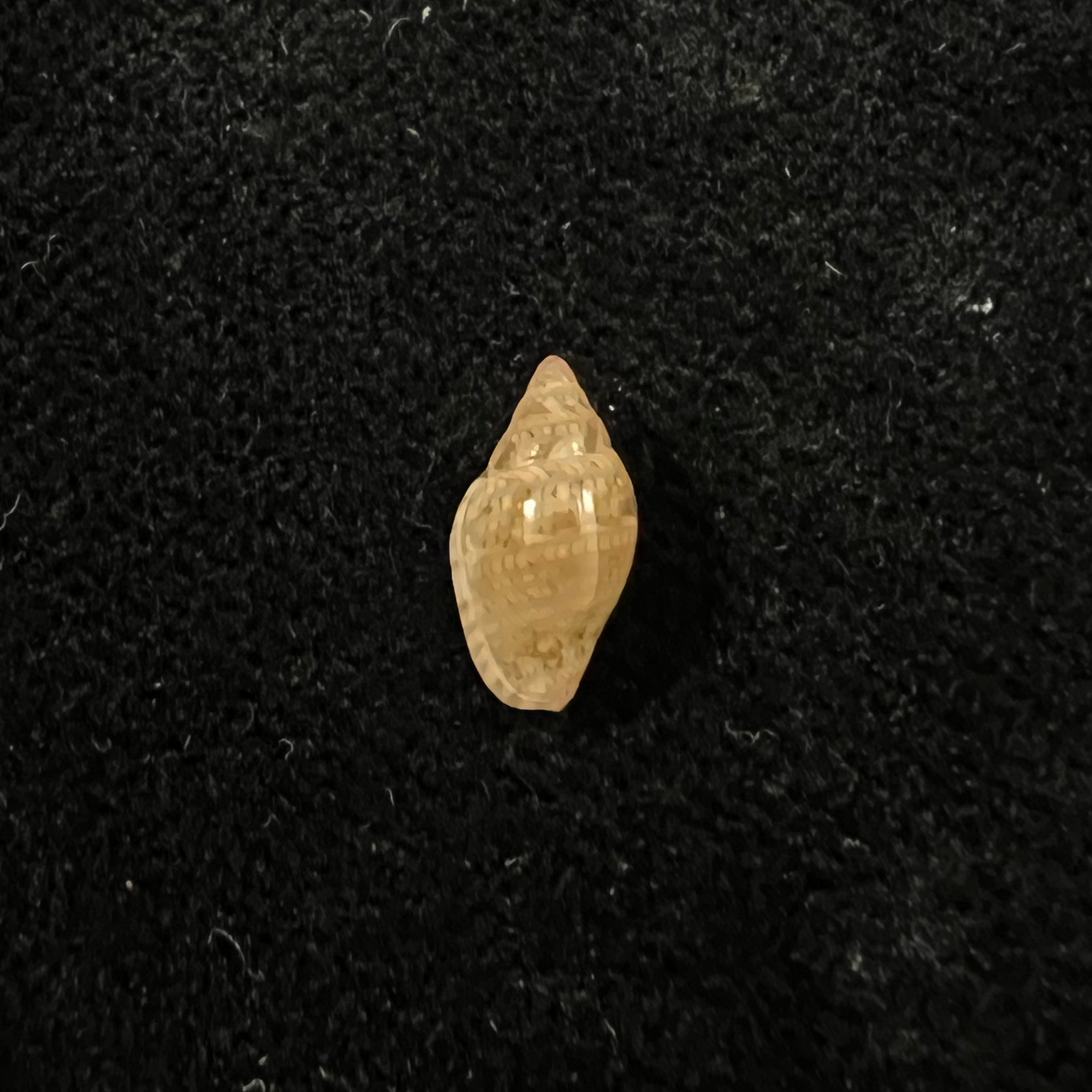 Marginella luculenta Gofas & F. Fernandes, 1994 - 9,9mm