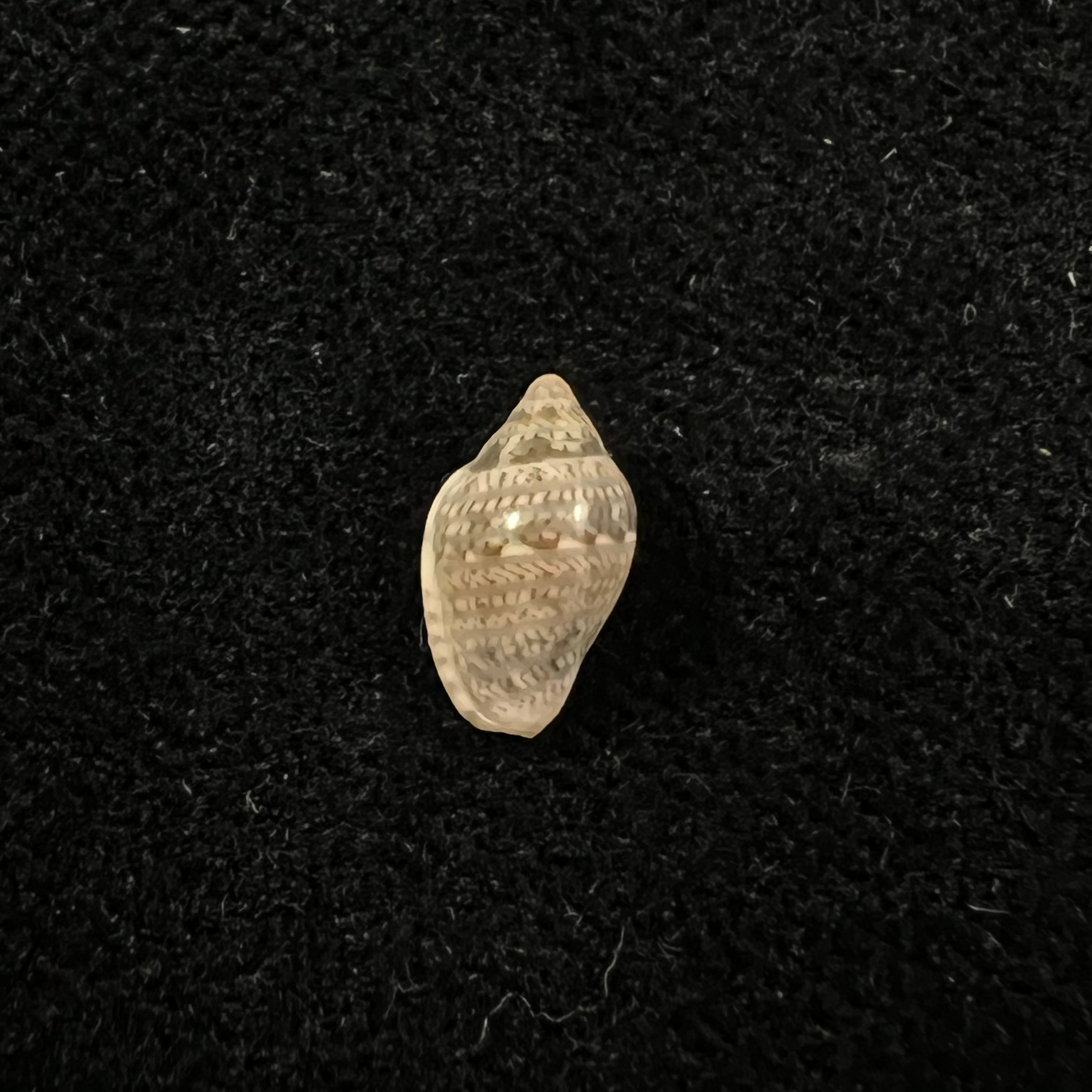 Marginella luculenta Gofas & F. Fernandes, 1994 - 9,1mm (Cópia)