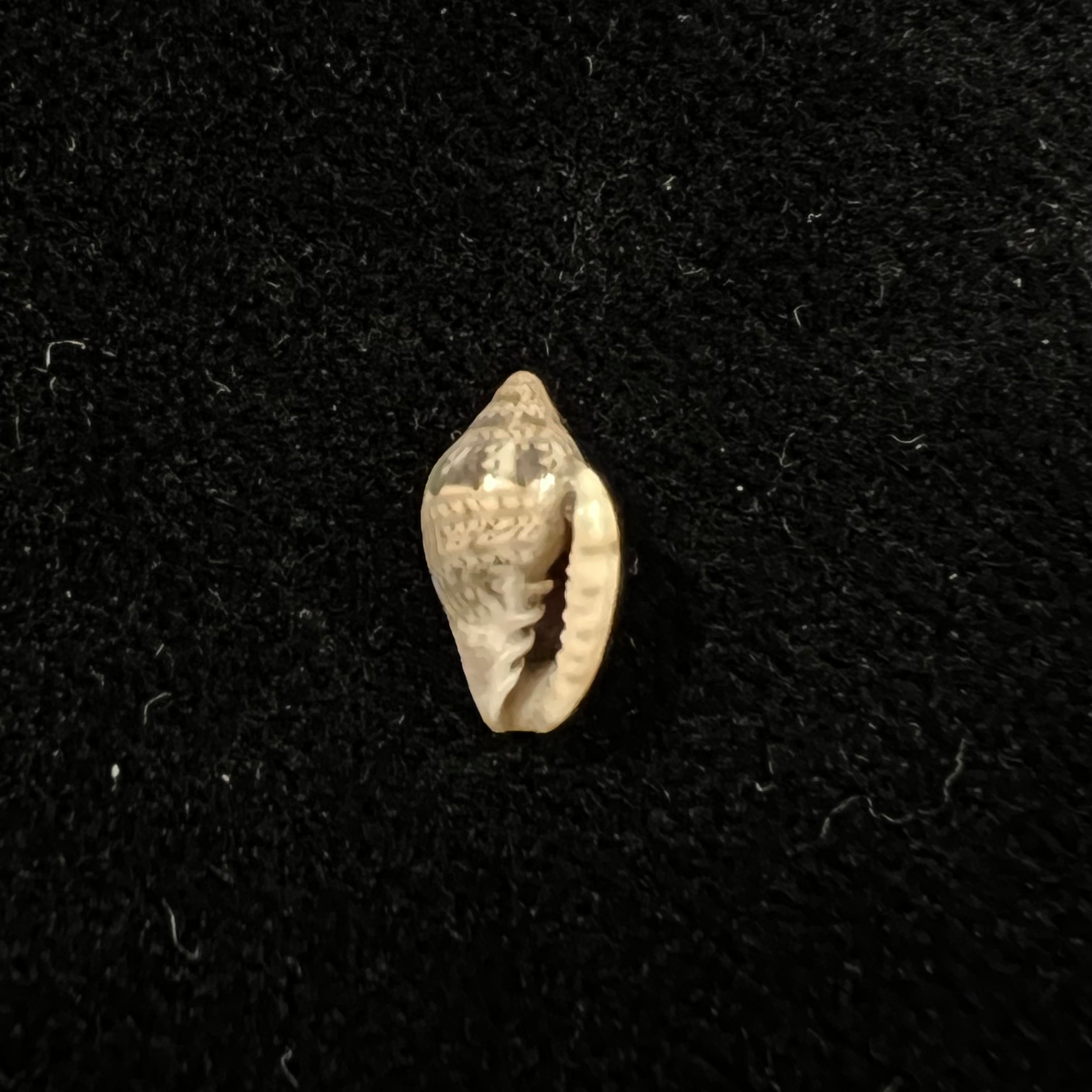 Marginella luculenta Gofas & F. Fernandes, 1994 - 9,1mm (Cópia)