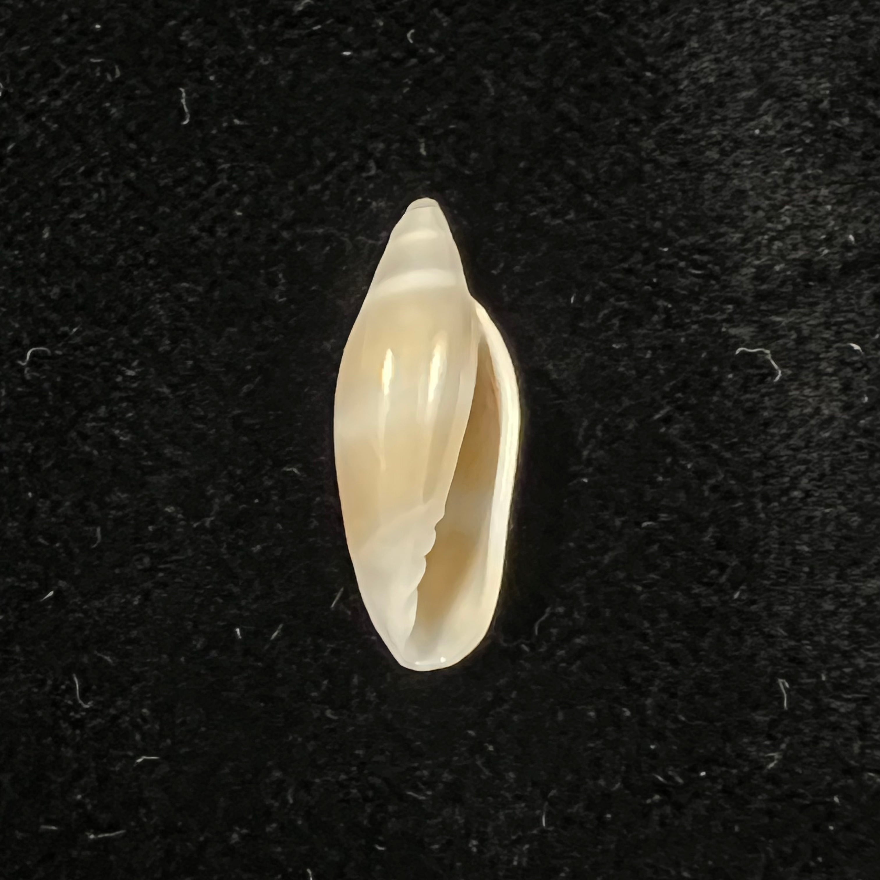 Volvarina warrenii (Marrat, 1876) - 20,1mm