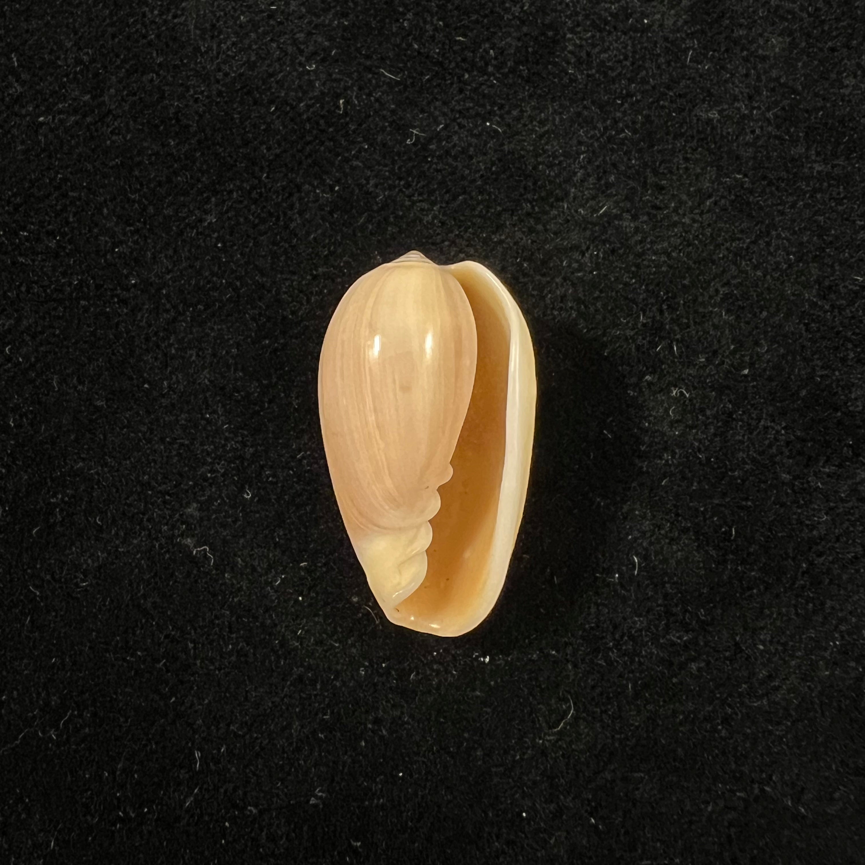 Prunum martini (Petit, 1853) - 26,5mm