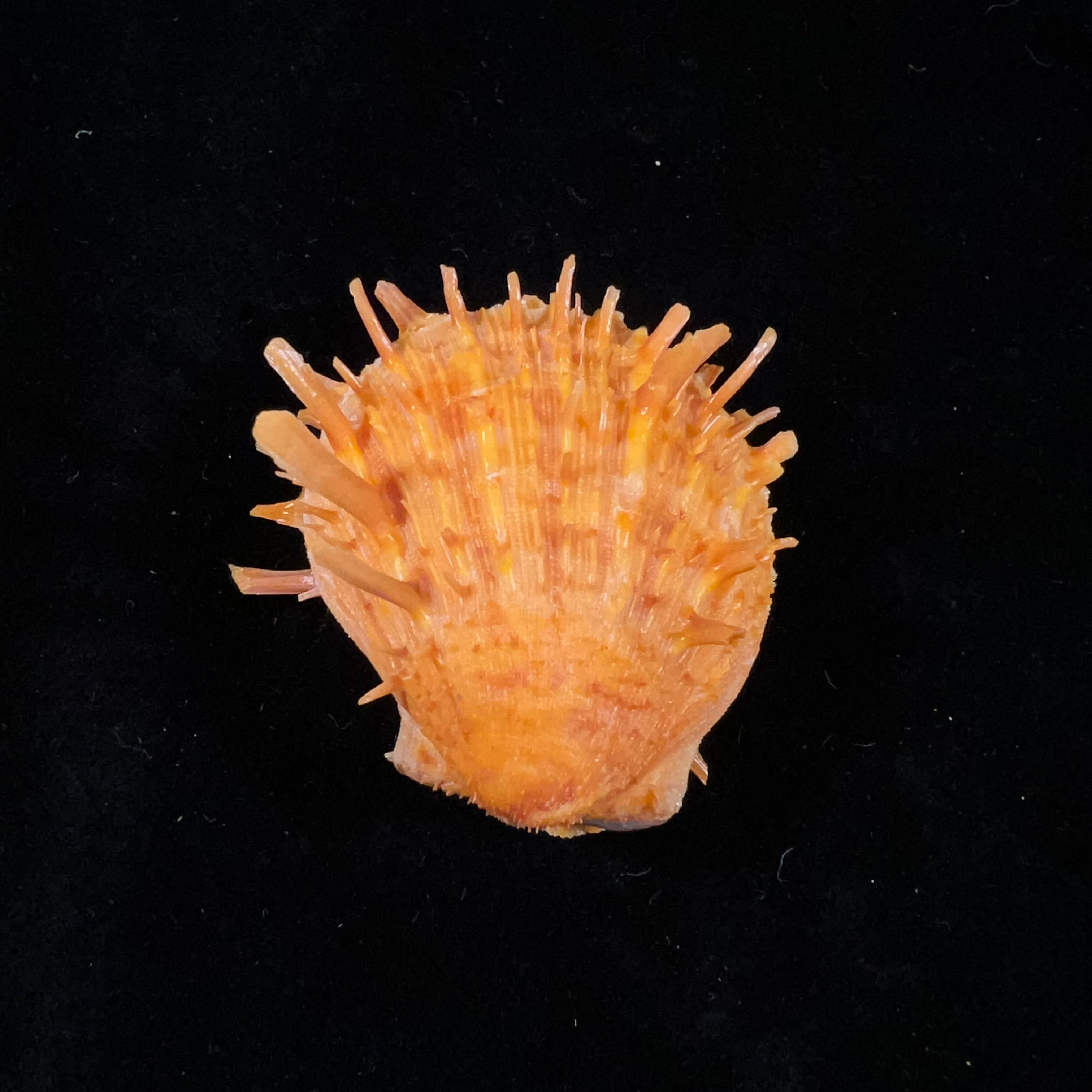 Spondylus ictericus Reeve, 1856 - 45毫米