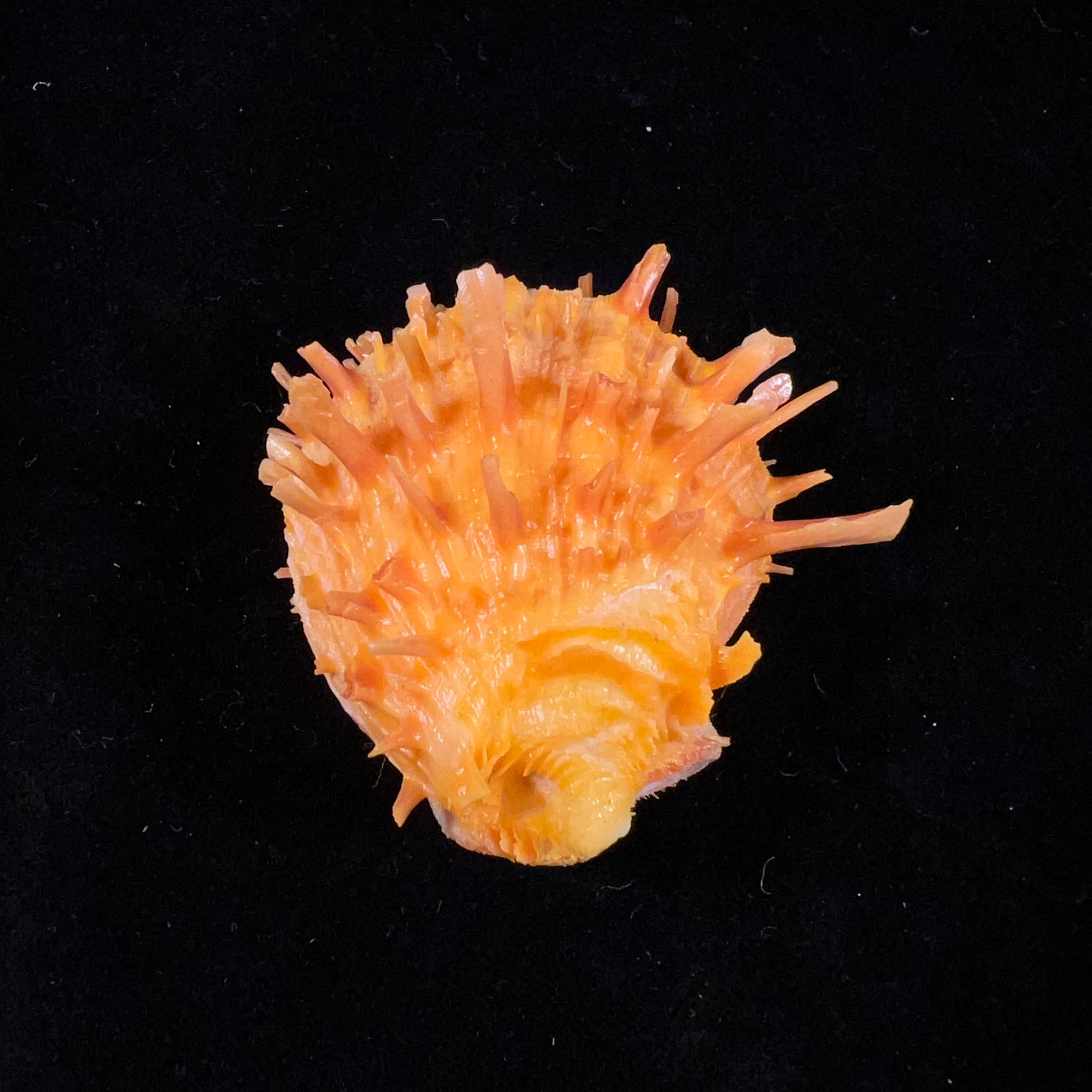 Spondylus ictericus Reeve, 1856 - 45毫米