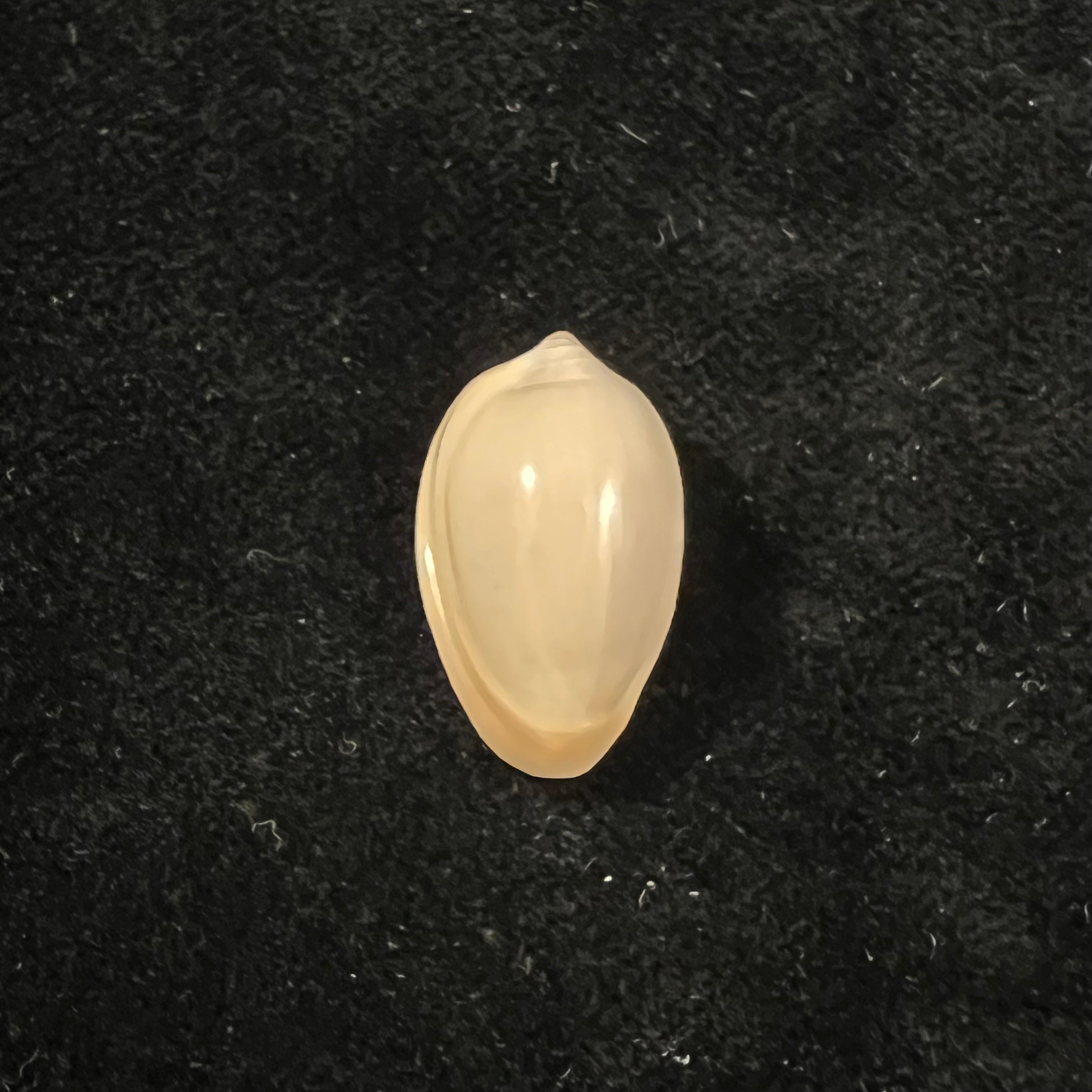 Prunum marginatum (Born, 1778) - 21,1mm