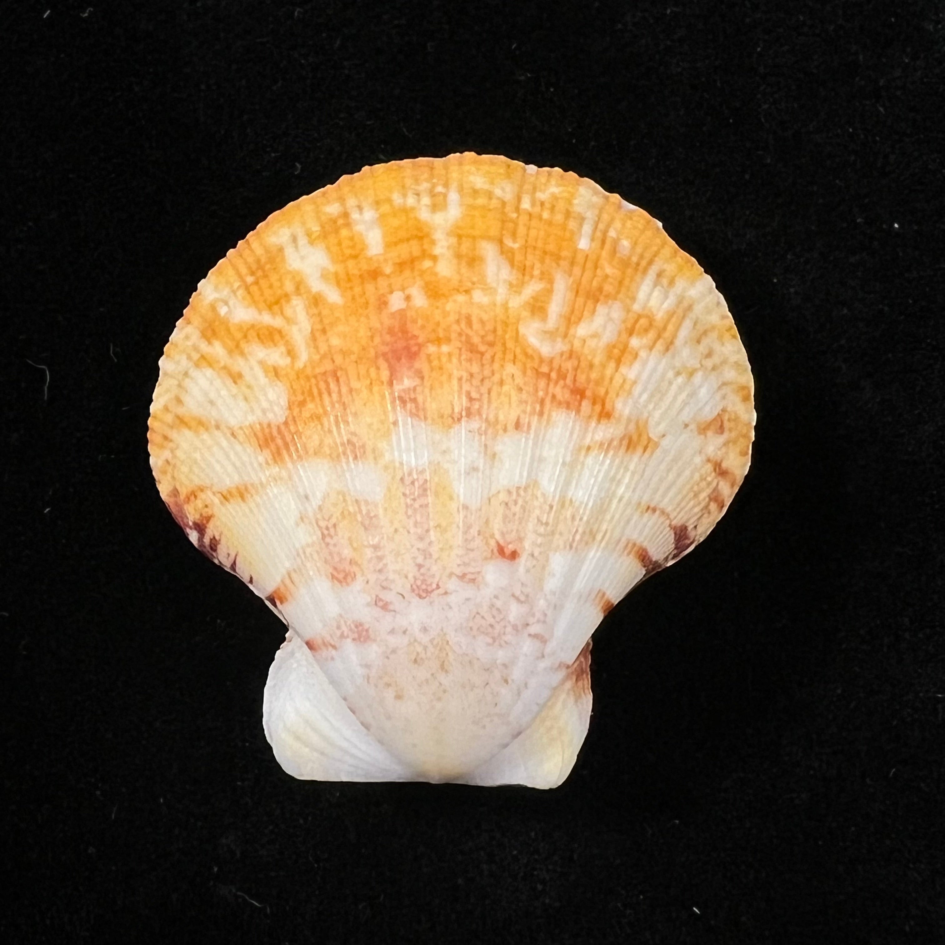 Decatopecten amiculum (Philippi, 1851) - 31,2mm