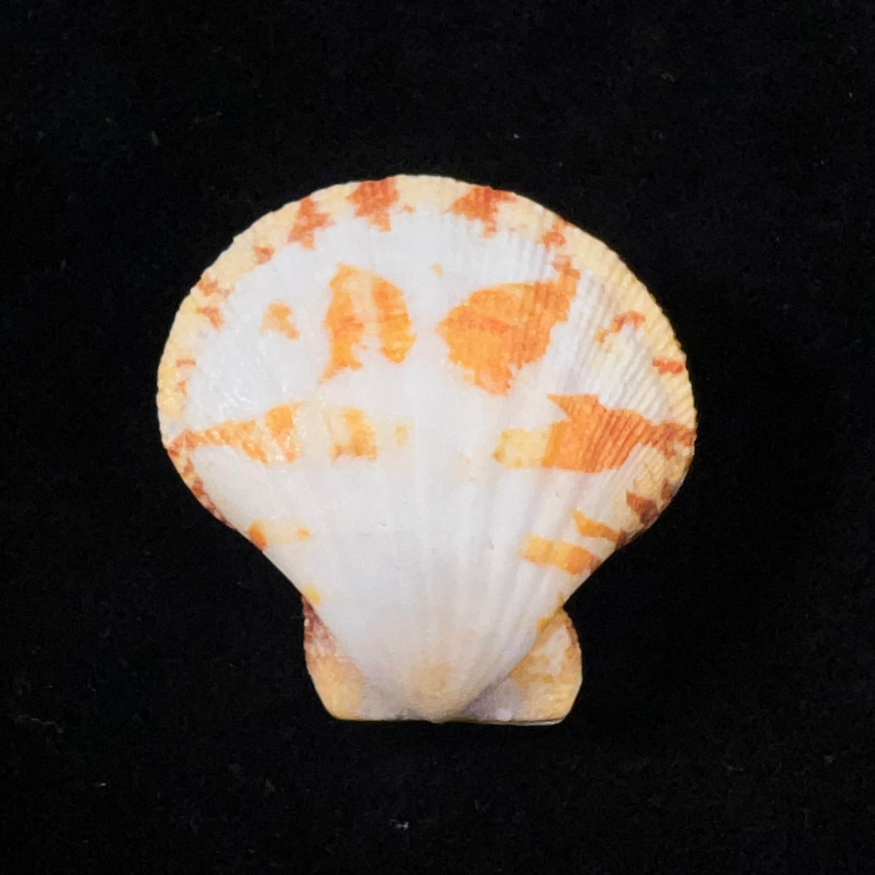 Decatopecten amiculum (Philippi, 1851) - 31,2mm