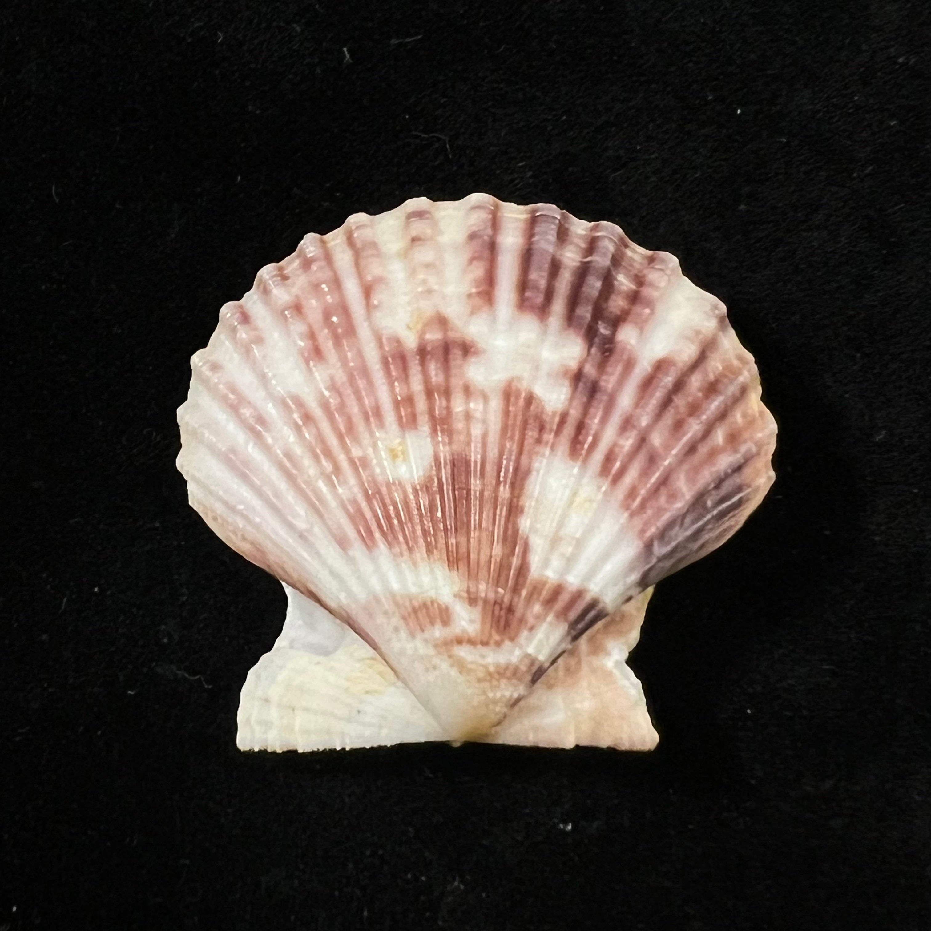 Volachlamys fultoni (G. B. Sowerby III, 1904) - 30,5mm