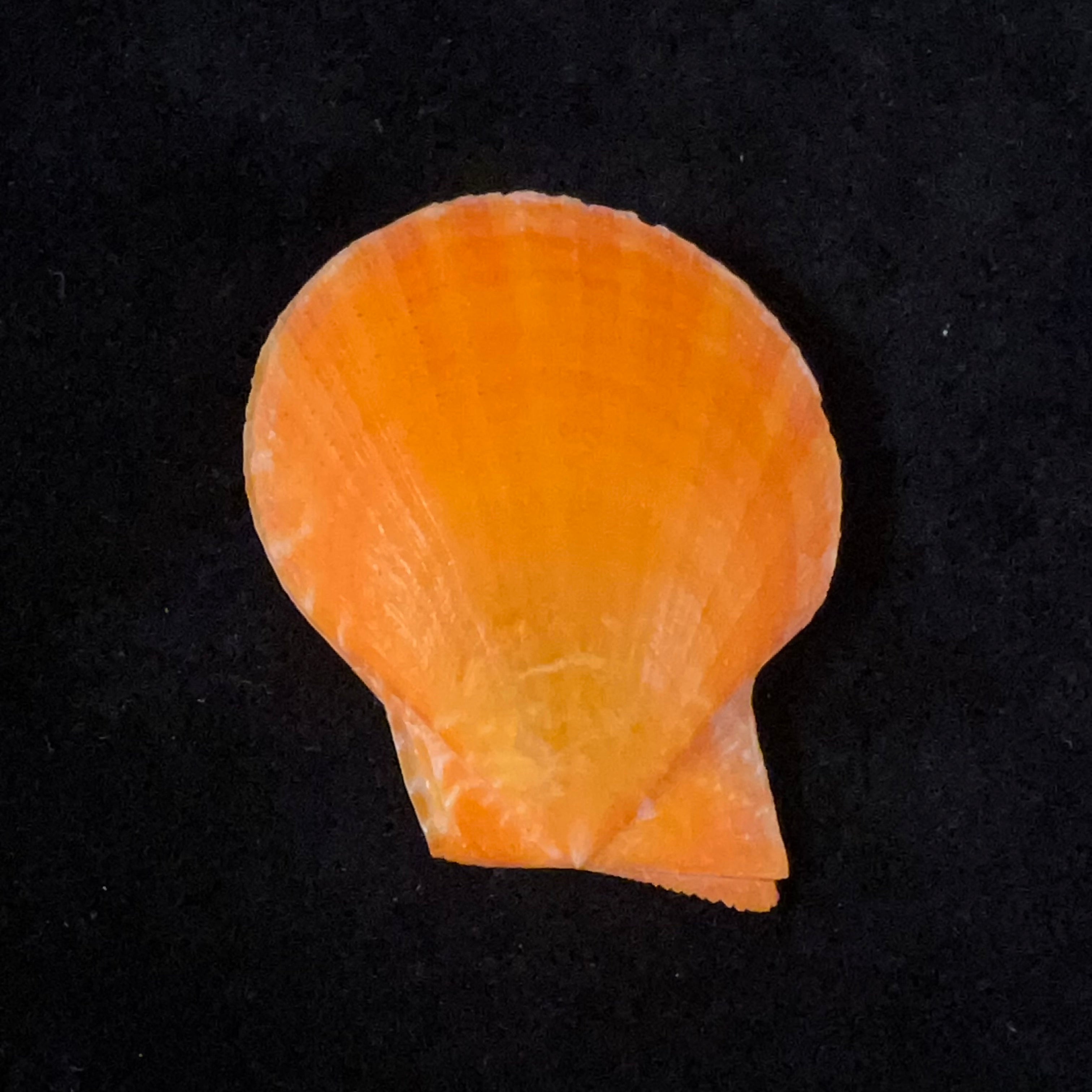 Laevichlamys squamosa (Gmelin, 1791) - 43,1mm