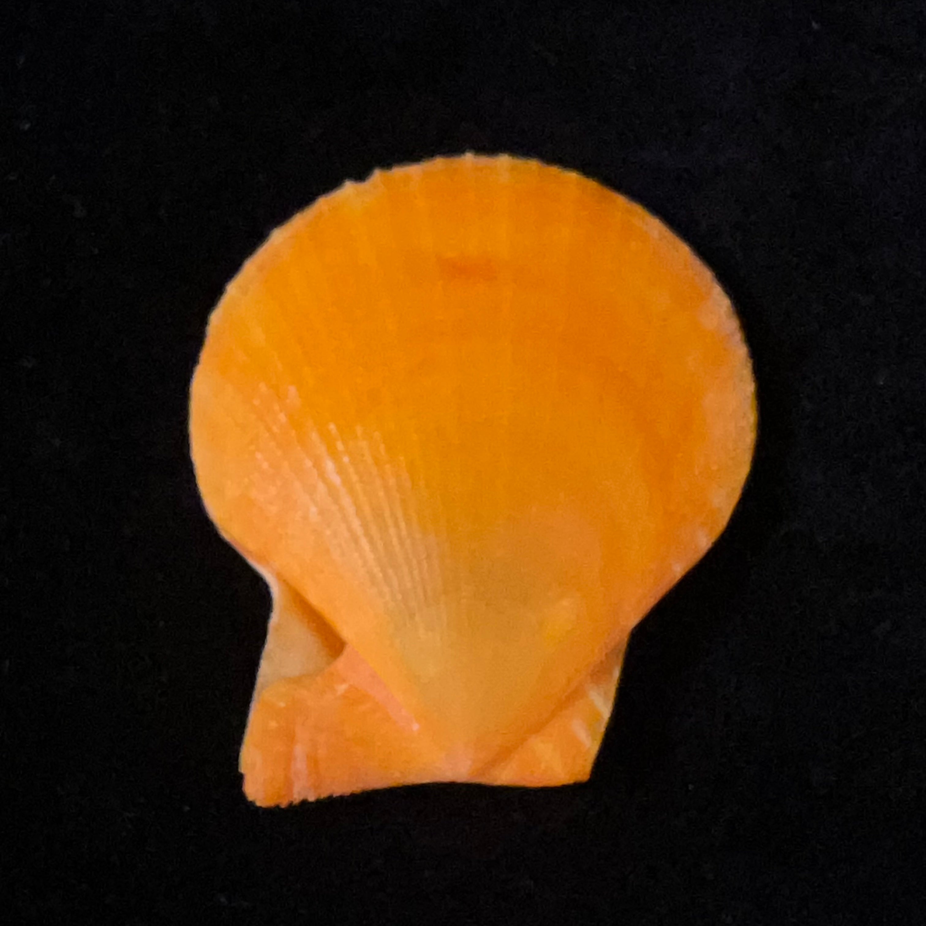 Laevichlamys squamosa (Gmelin, 1791) - 43,1mm