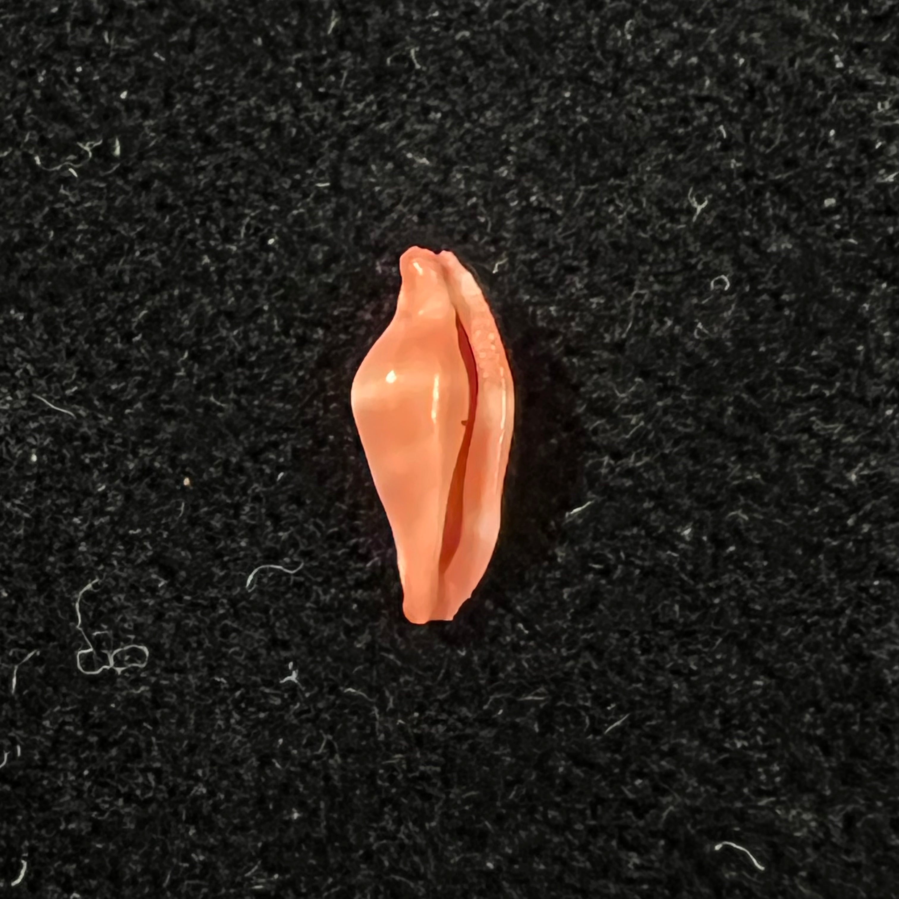 Crenavolva striatula (G. B. Sowerby I, 1828) - 10mm