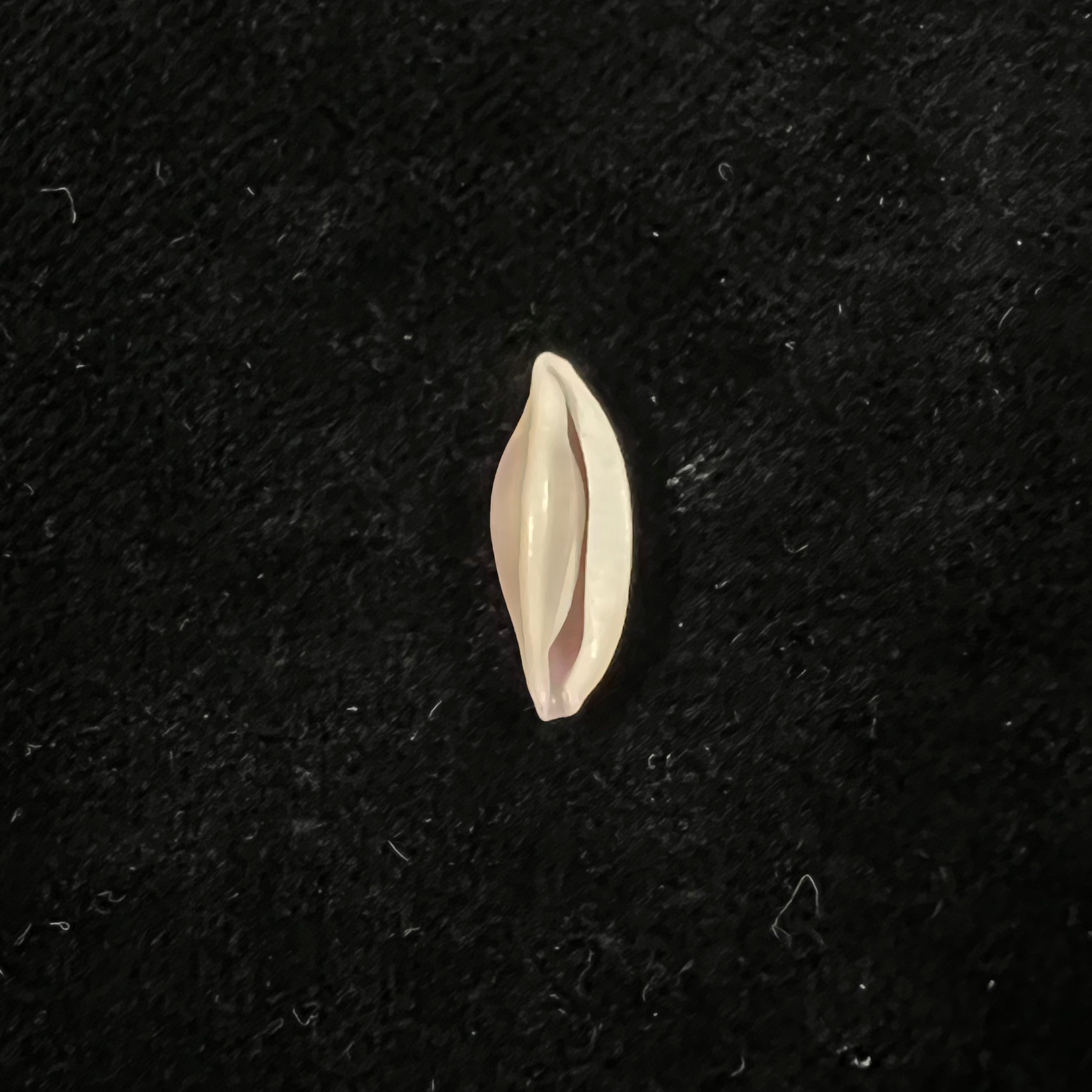 Naviculavolva massierorum (Fehse, 1999) - 15mm