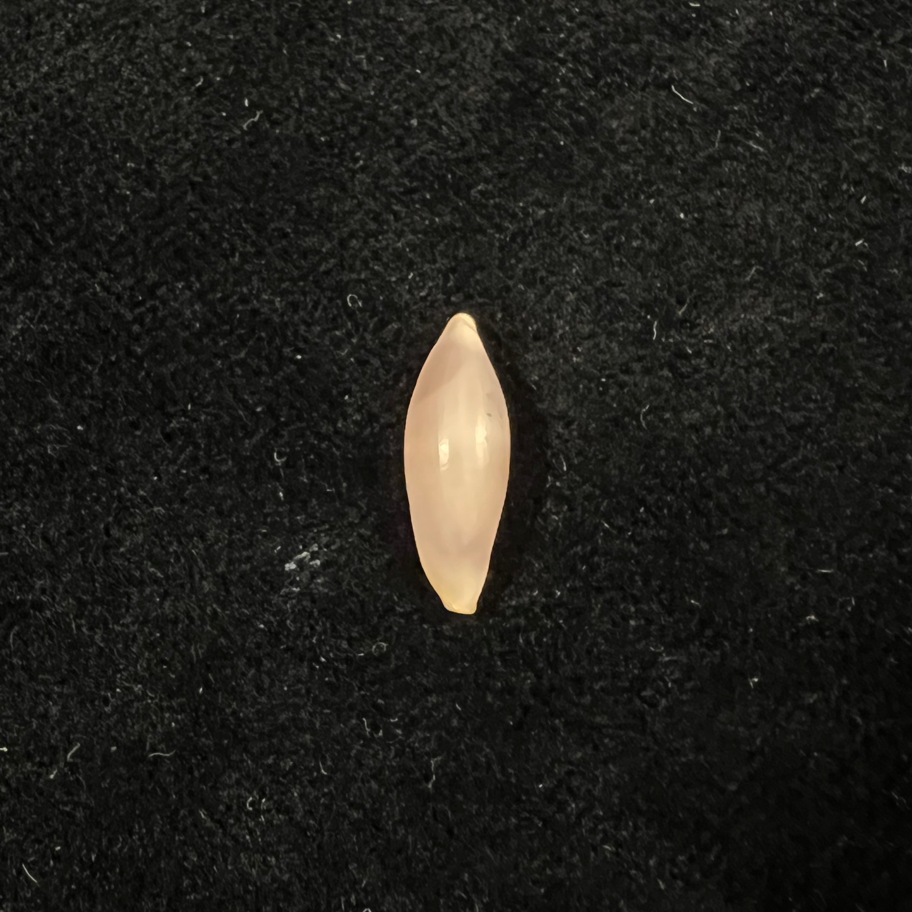 Naviculavolva massierorum (Fehse, 1999) - 15,2mm