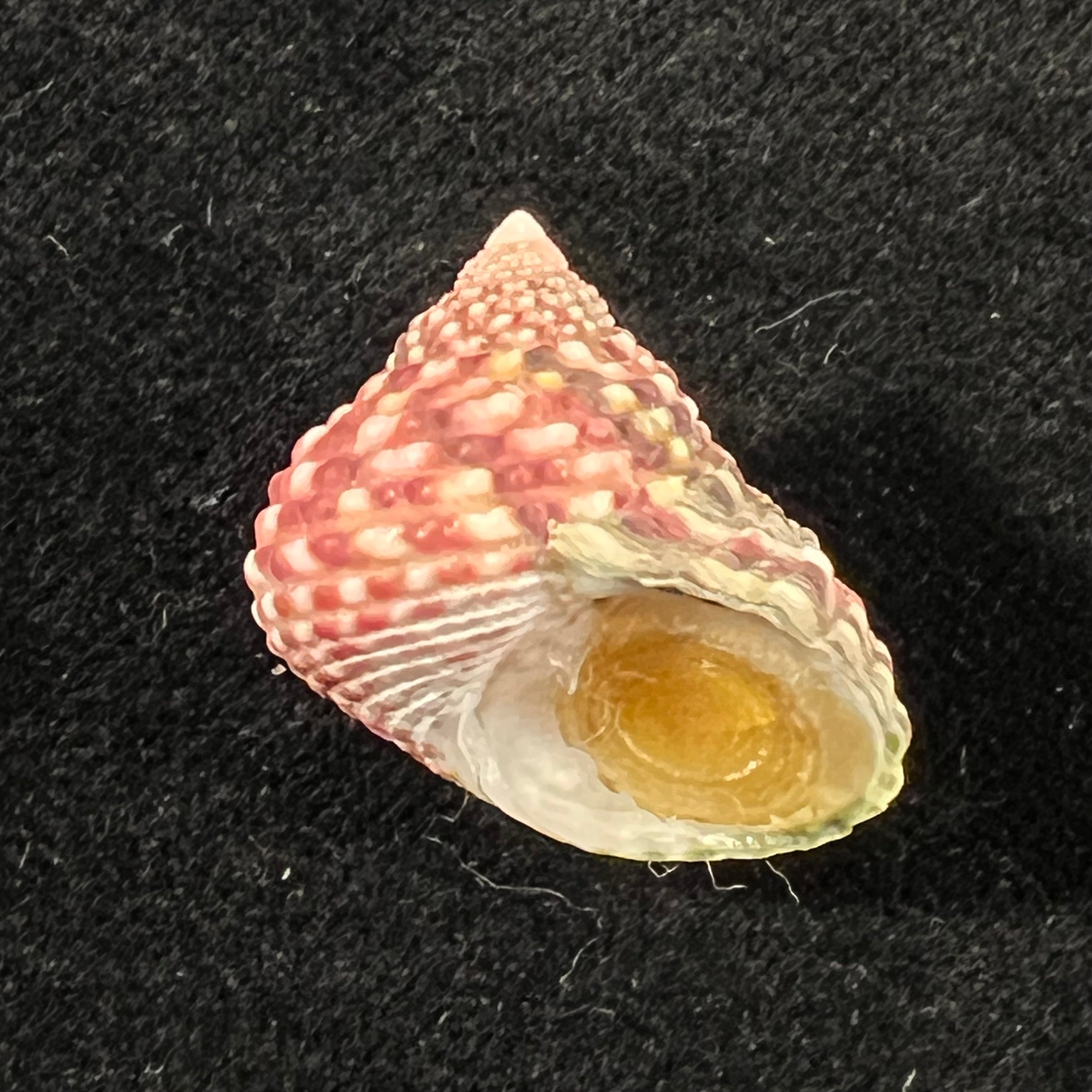 Monodonta labio (Linnaeus, 1758) - 22,7mm