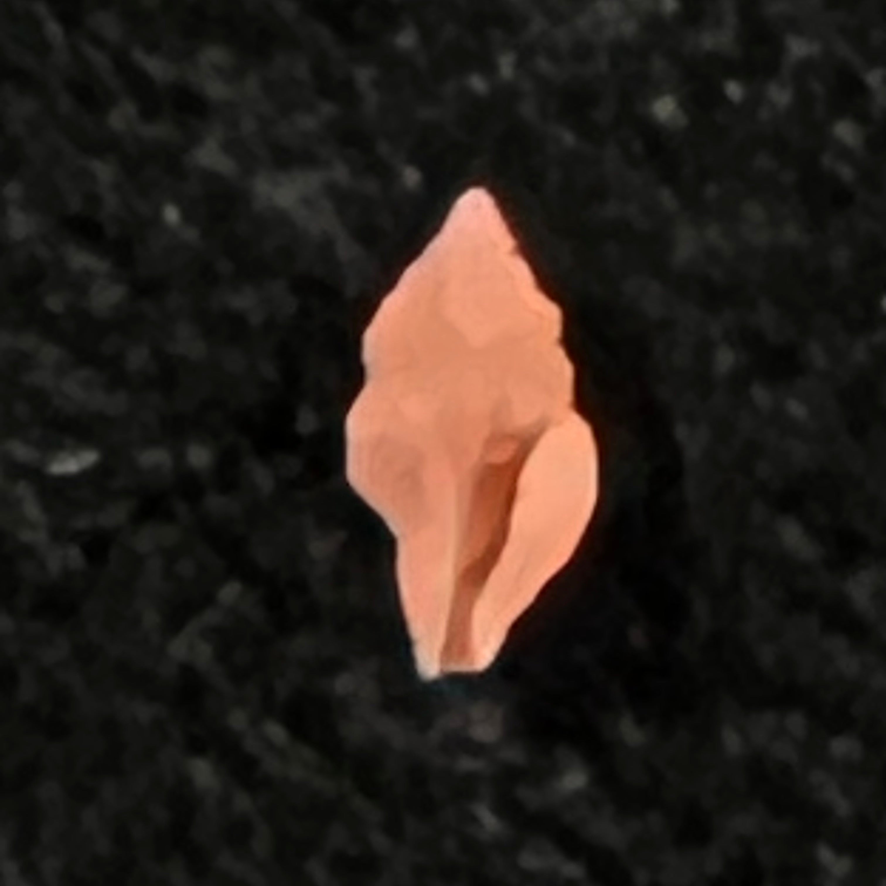 Hemilienardia malleti (Récluz, 1852) - 5mm