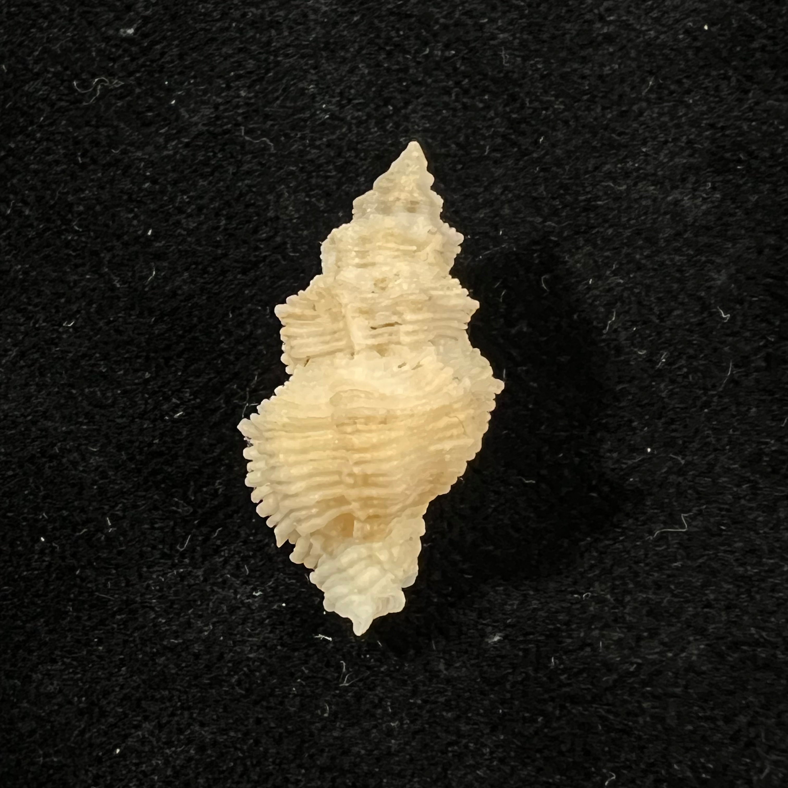 Babelomurex mansfieldi (T. L. McGinty, 1940) - 27,6mm