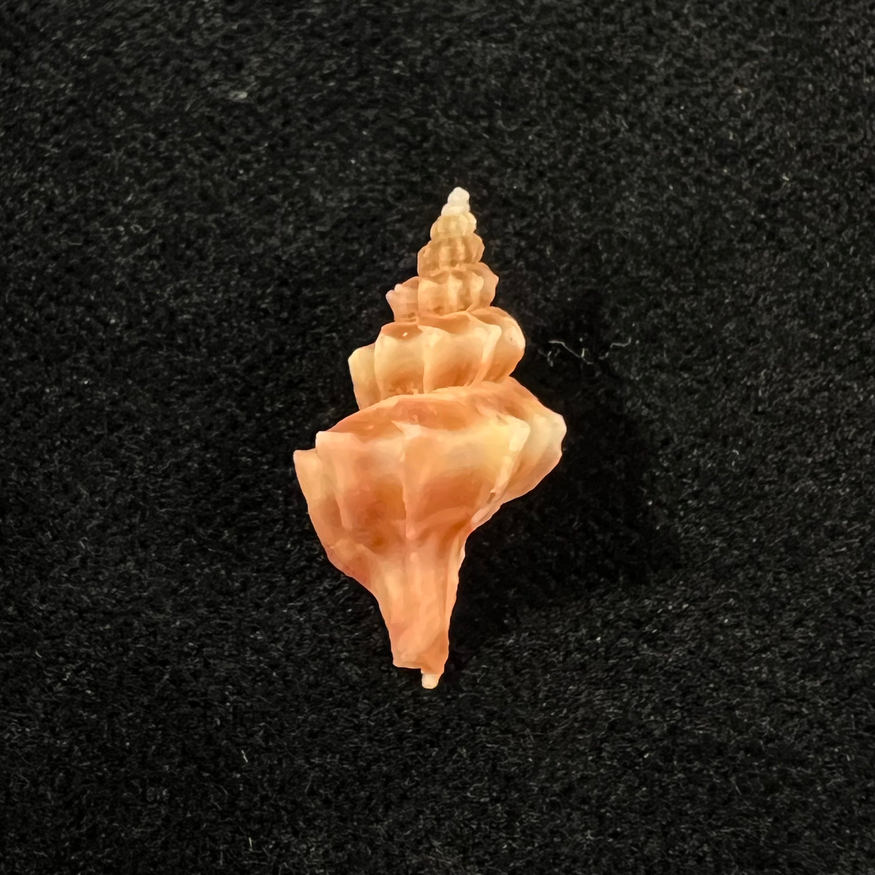Trophon pelseneeri E. A. Smith, 1915 - 21,1mm