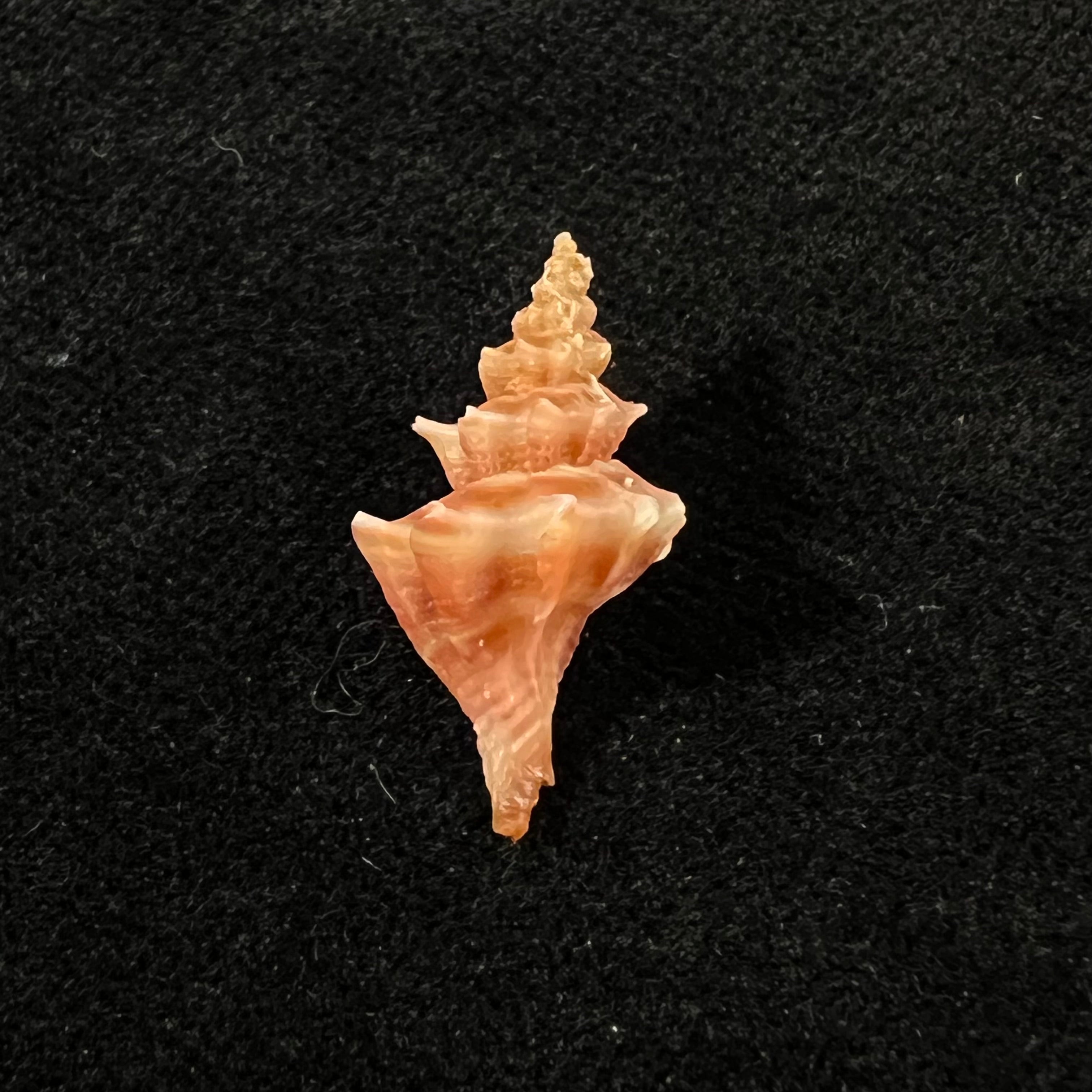 Trophon pelseneeri E. A. Smith, 1915 - 21,6mm