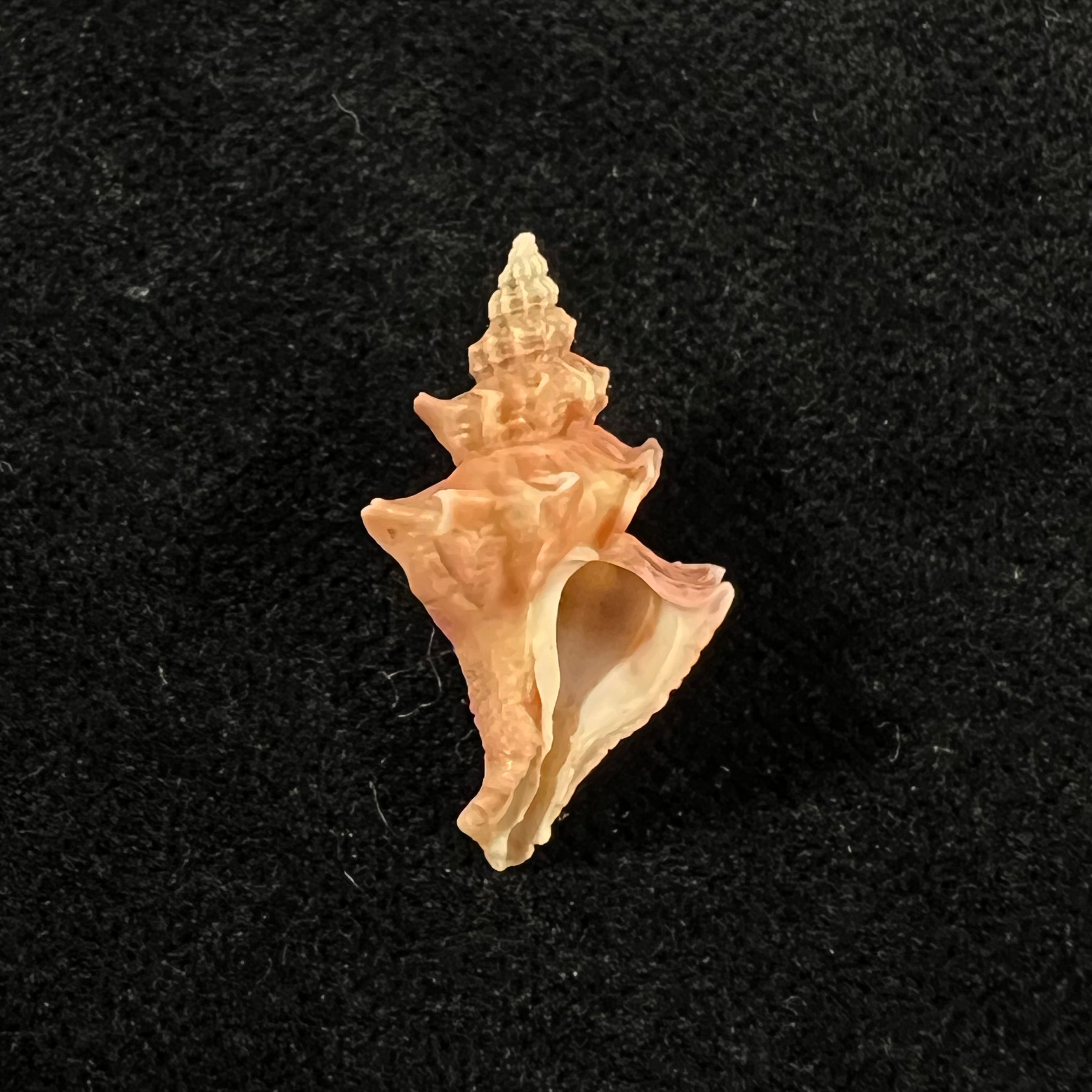 Trophon pelseneeri E. A. Smith, 1915 - 22,5mm