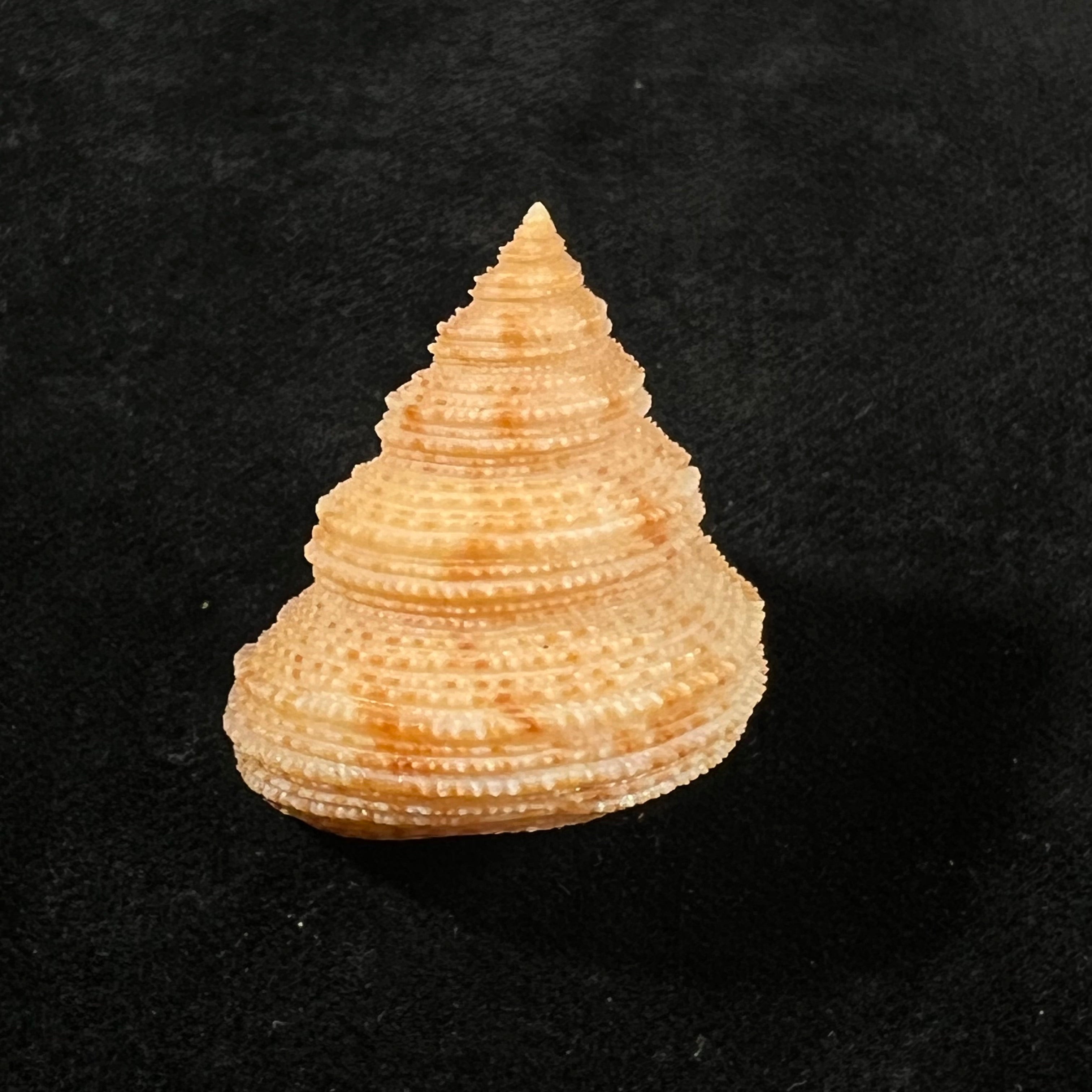 Neocalliostoma militare (Ihering, 1907) - 34,8mm