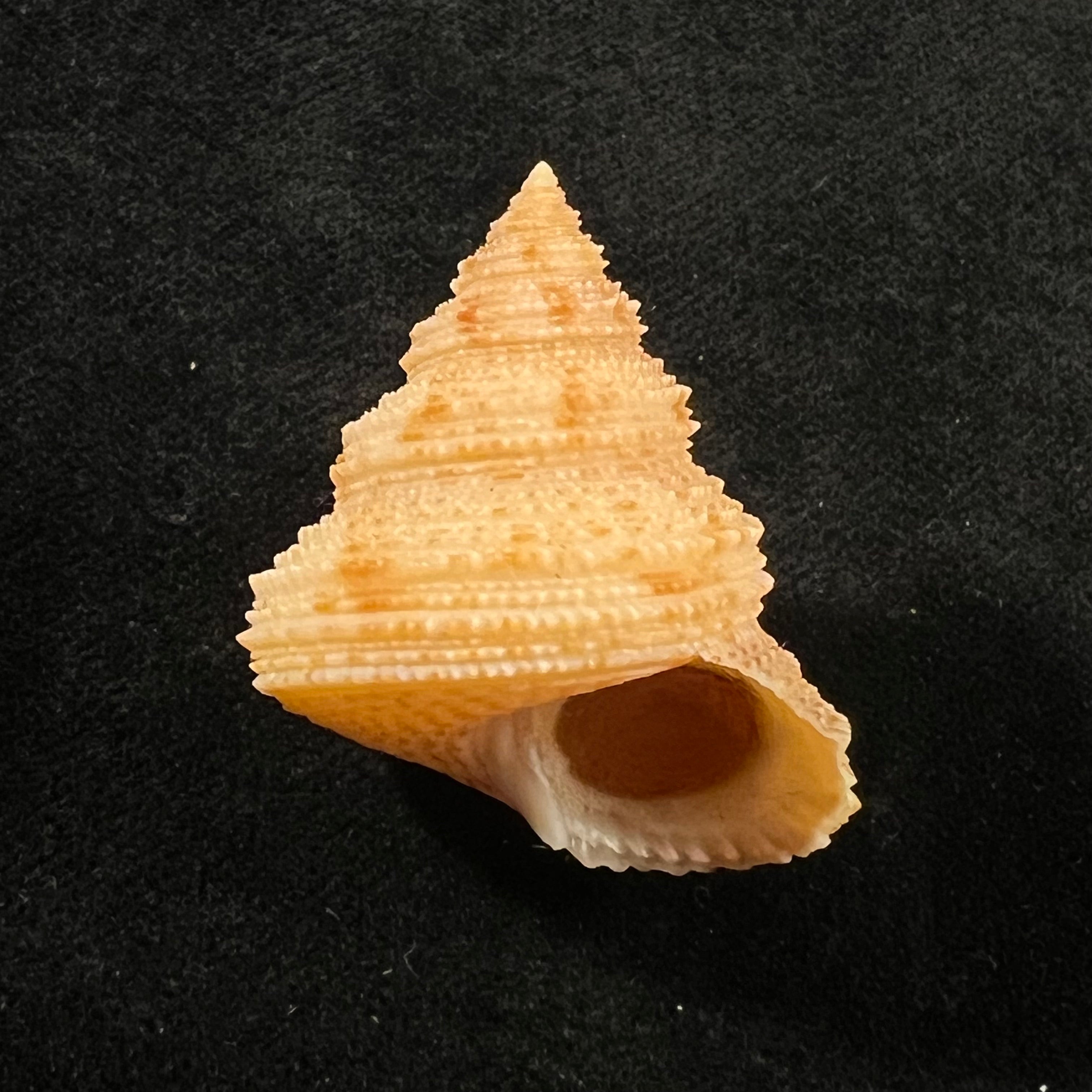 Neocalliostoma militare (Ihering, 1907) - 34,8mm