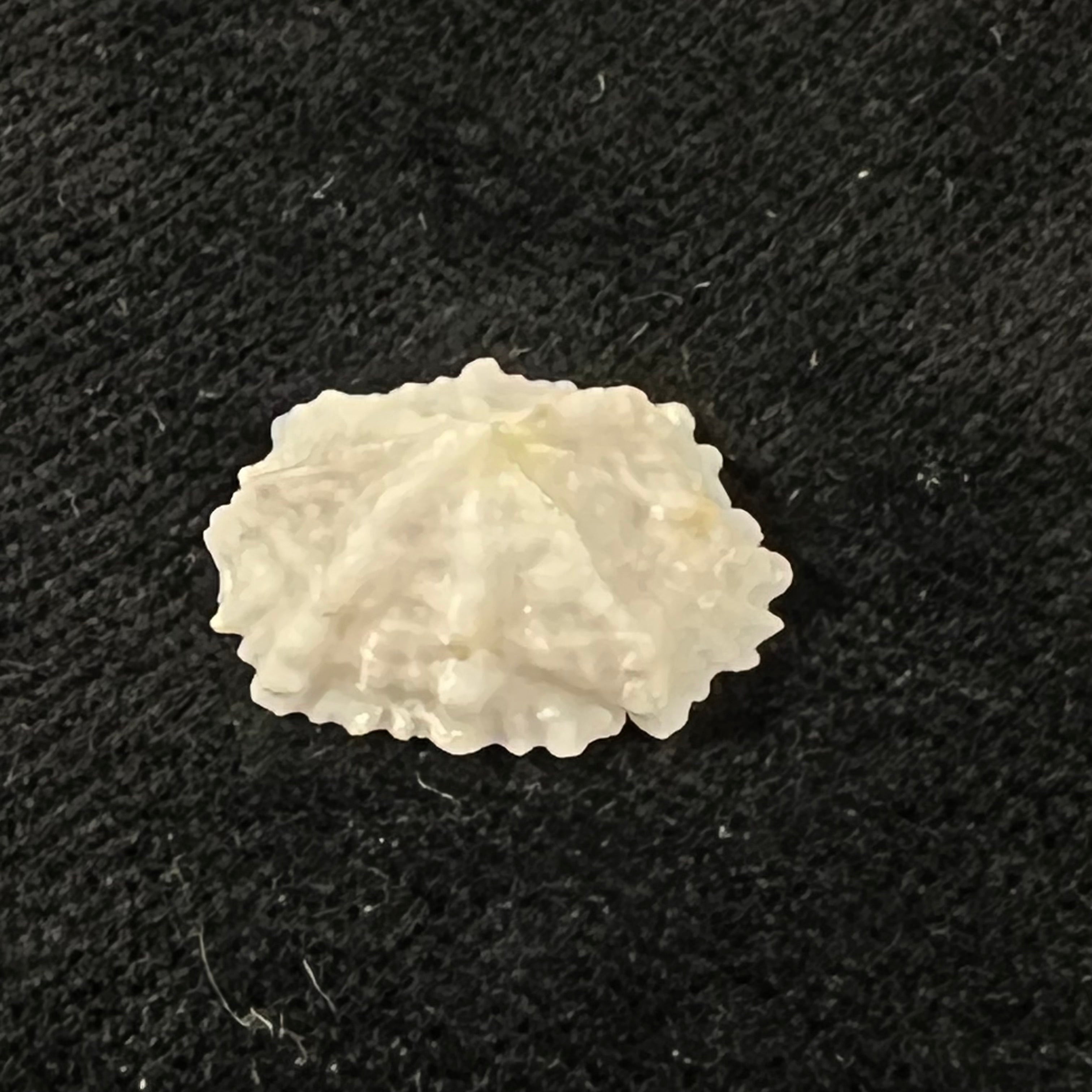 Hemitoma octoradiata (Gmelin, 1795) - 17,6mm