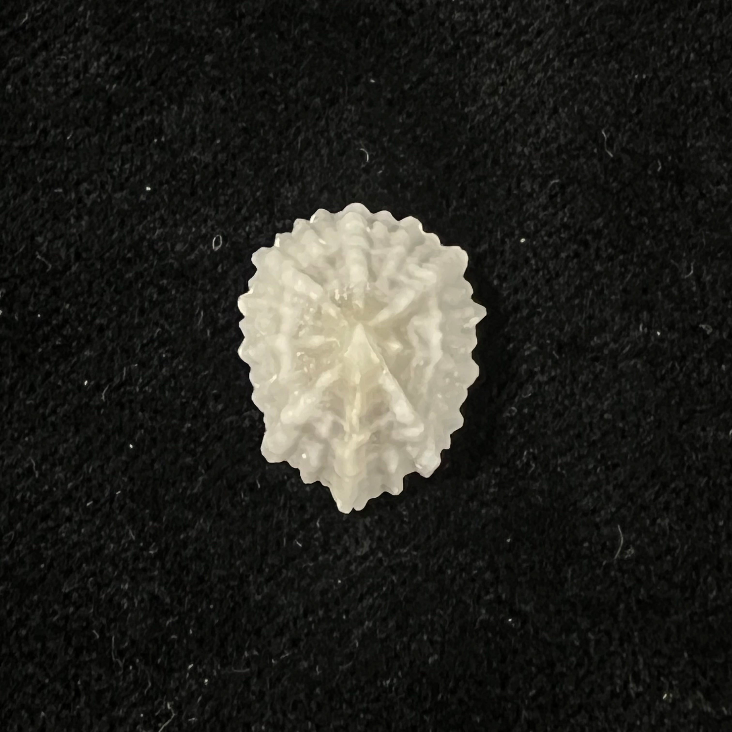 Hemitoma octoradiata (Gmelin, 1795) - 17,4mm