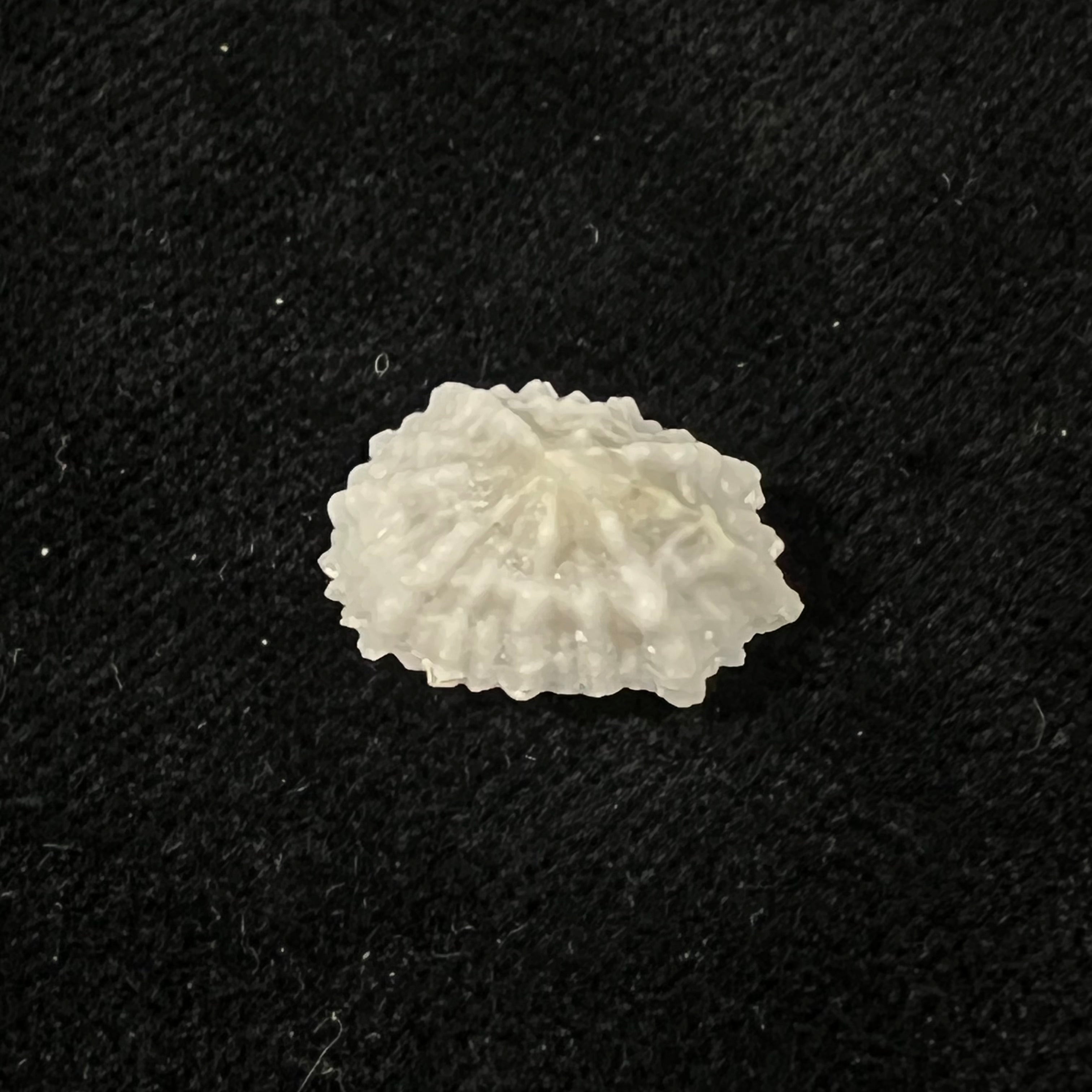 Hemitoma octoradiata (Gmelin, 1795) - 17,4mm