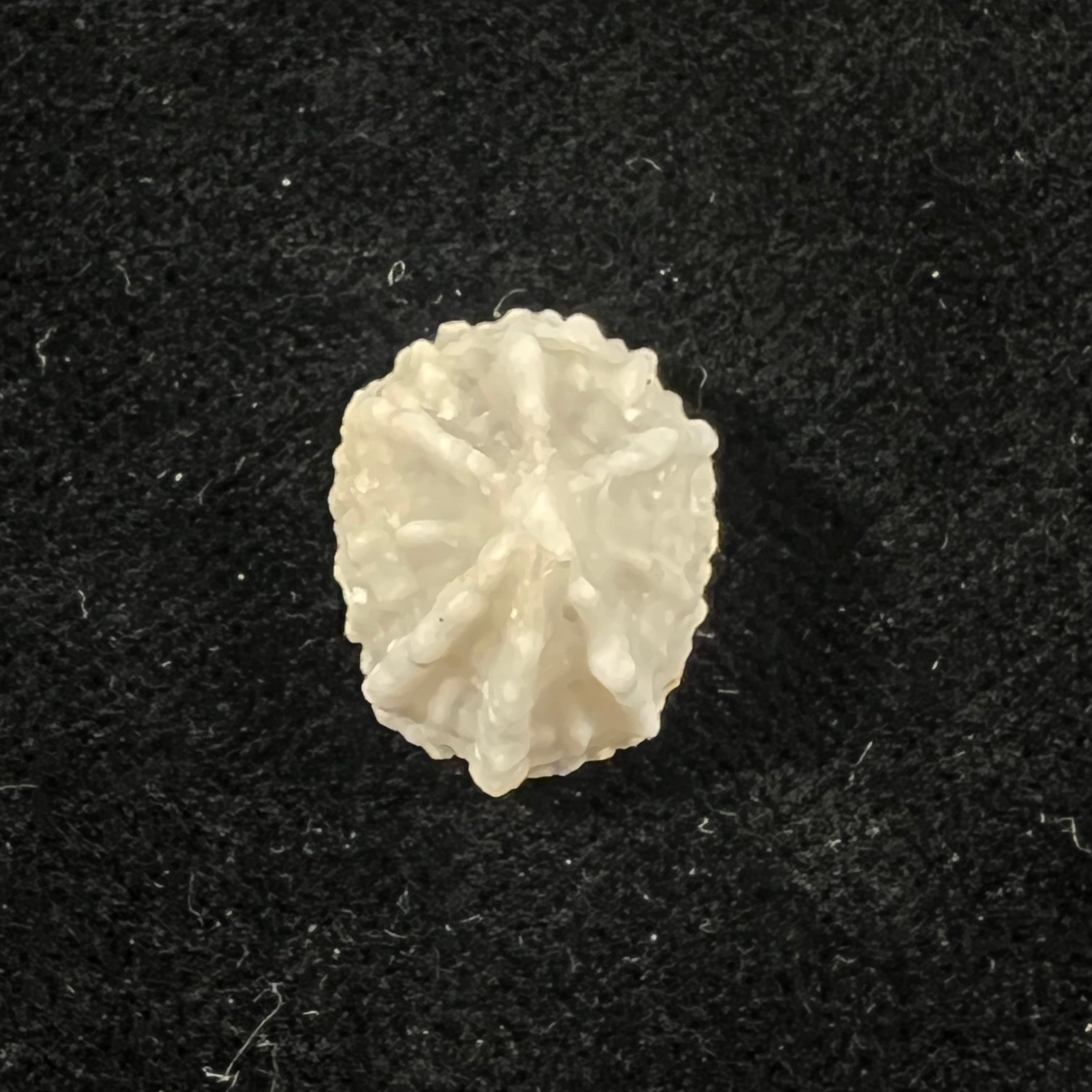 Hemitoma octoradiata (Gmelin, 1795) - 17,7mm