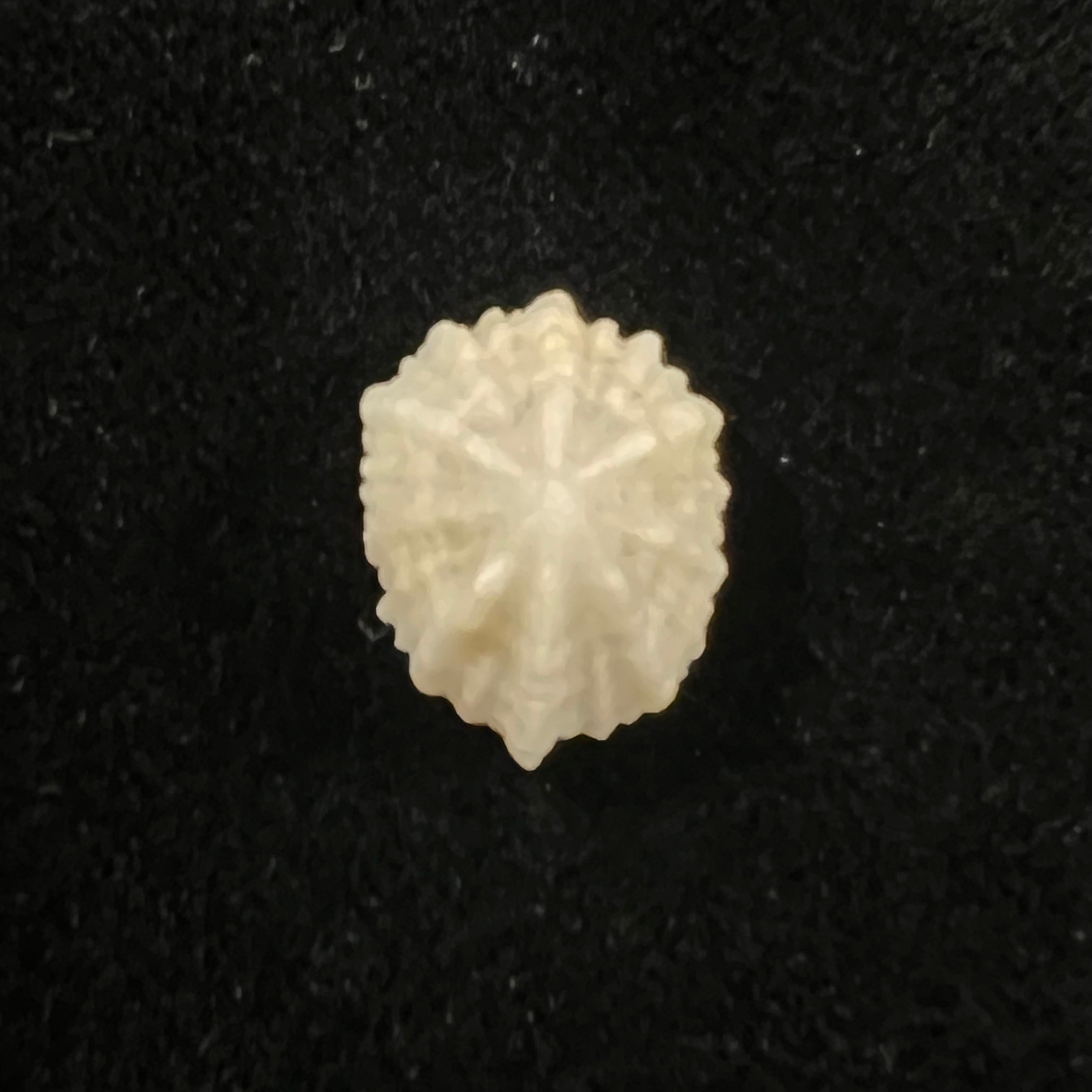 Hemitoma octoradiata (Gmelin, 1795) - 16,5mm