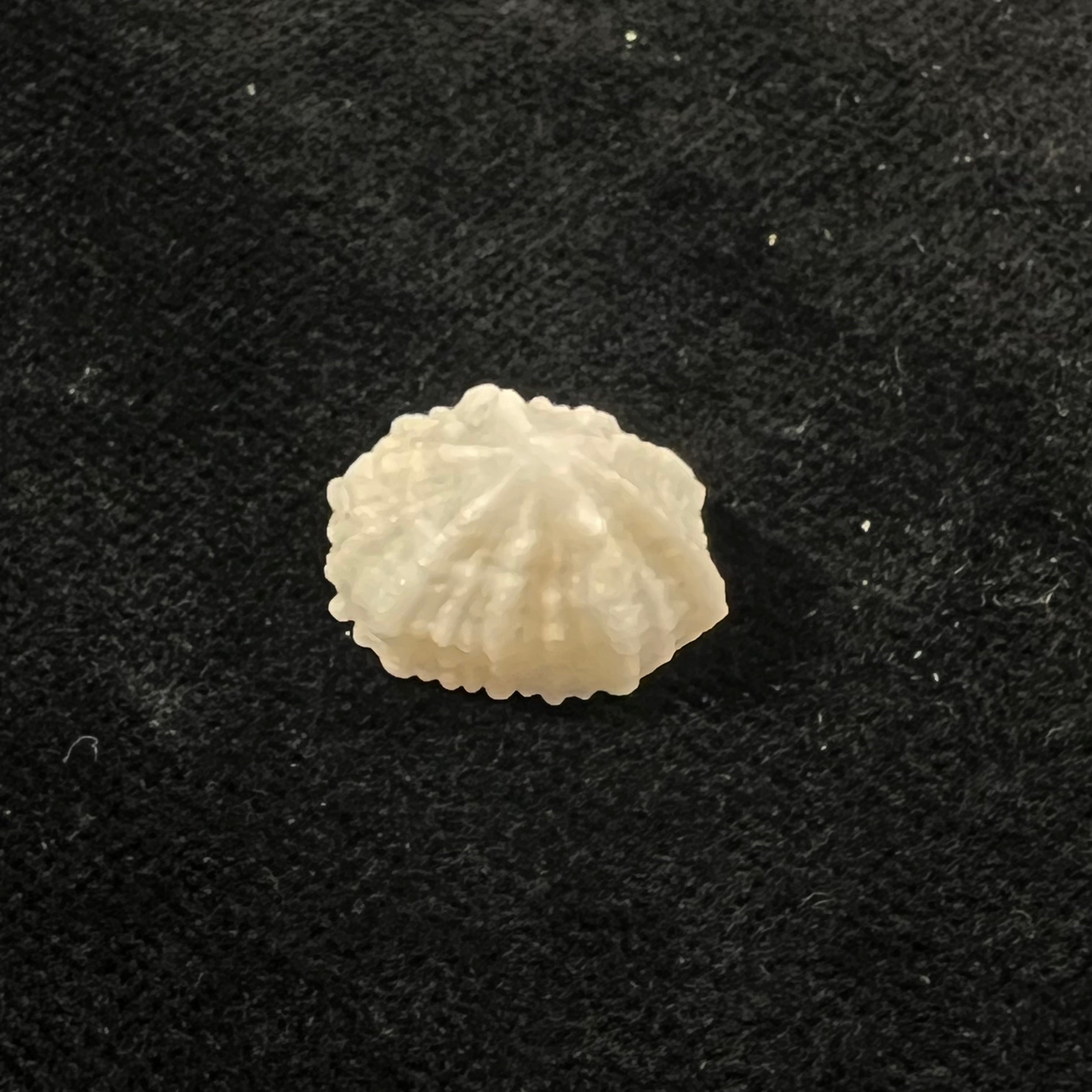 Hemitoma octoradiata (Gmelin, 1795) - 16,5mm