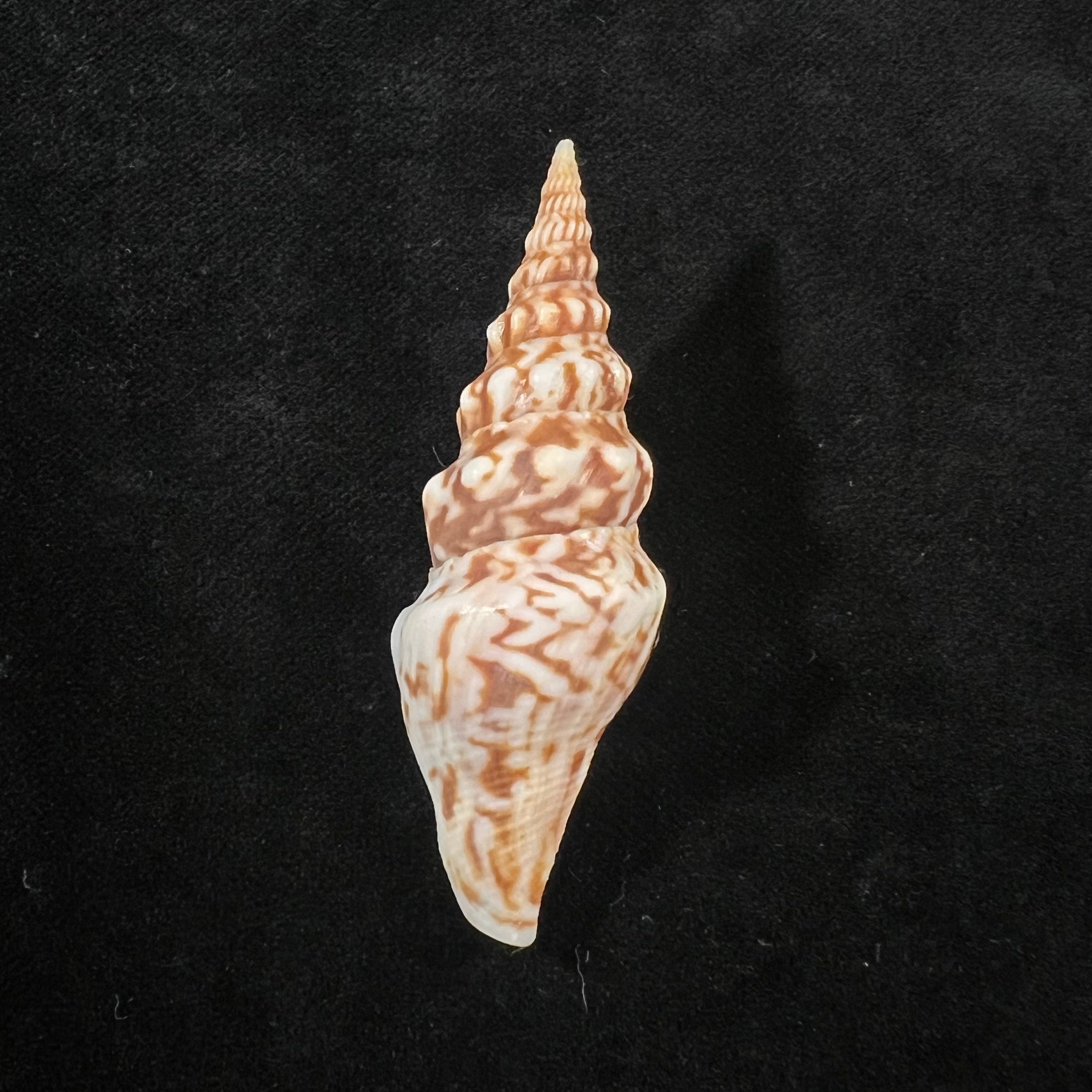 Tiariturris spectabilis S. S. Berry, 1958 - 62,9mm