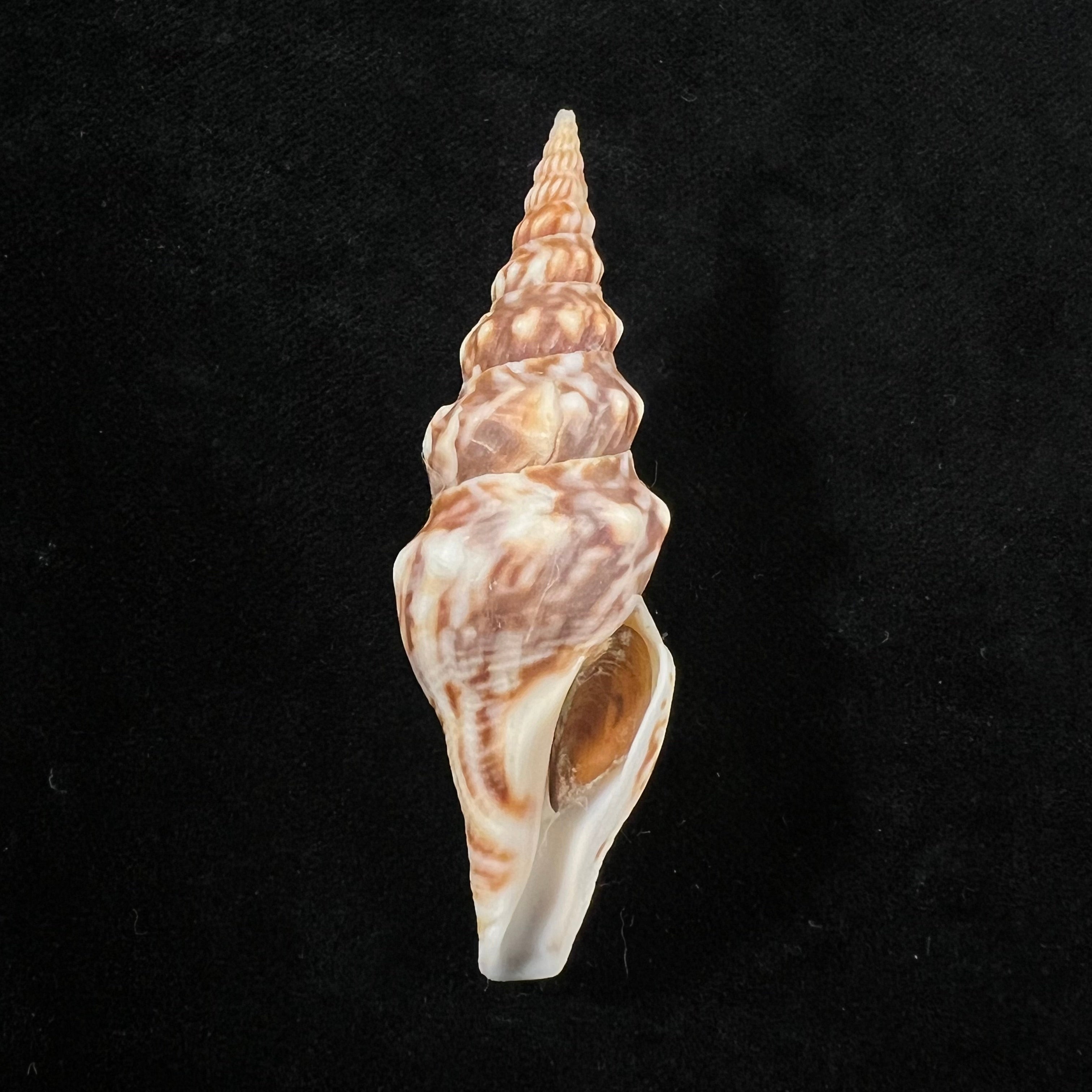 Tiariturris spectabilis S. S. Berry, 1958 - 62,9mm