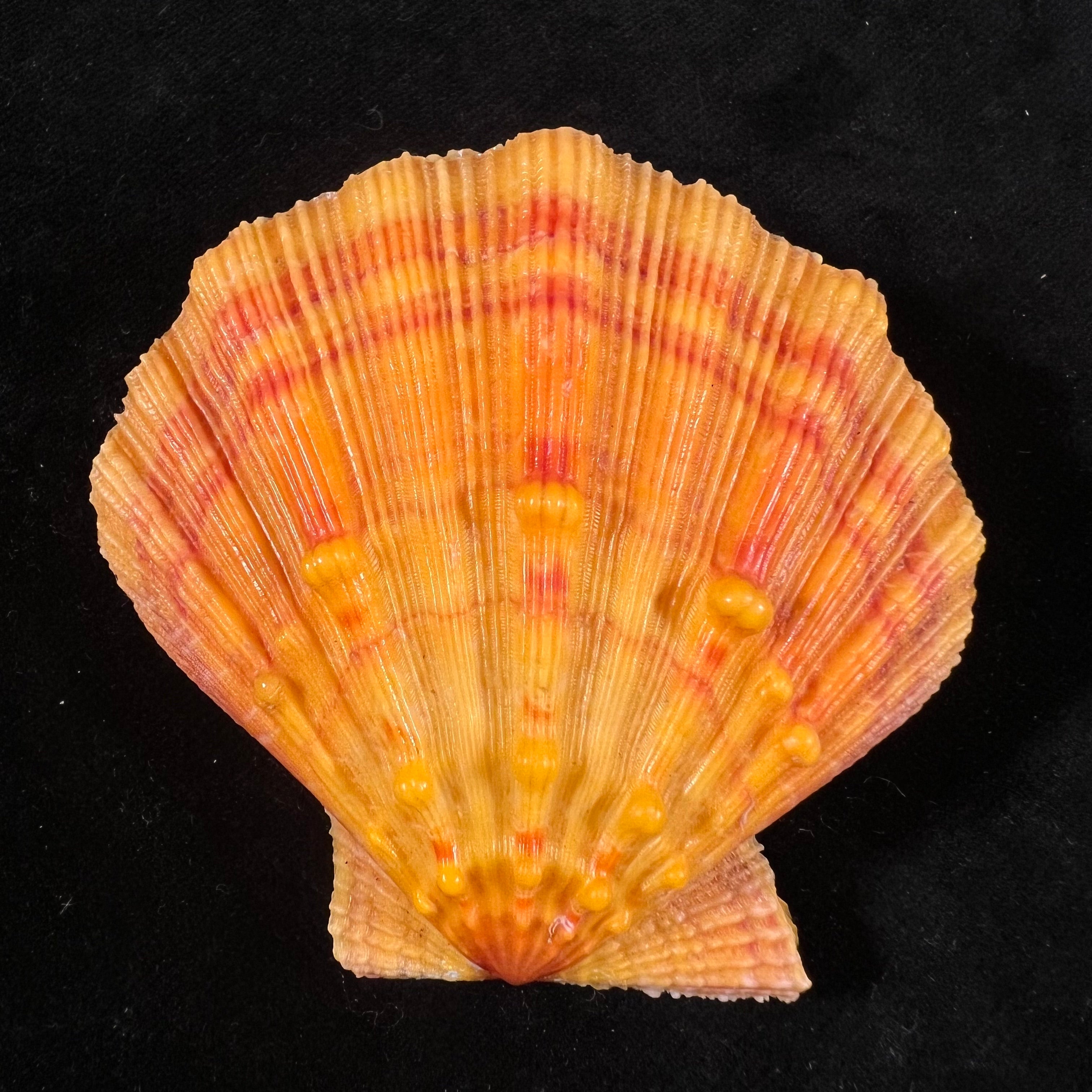 Nodipecten nodosus (Linnaeus, 1758) - 59,8mm