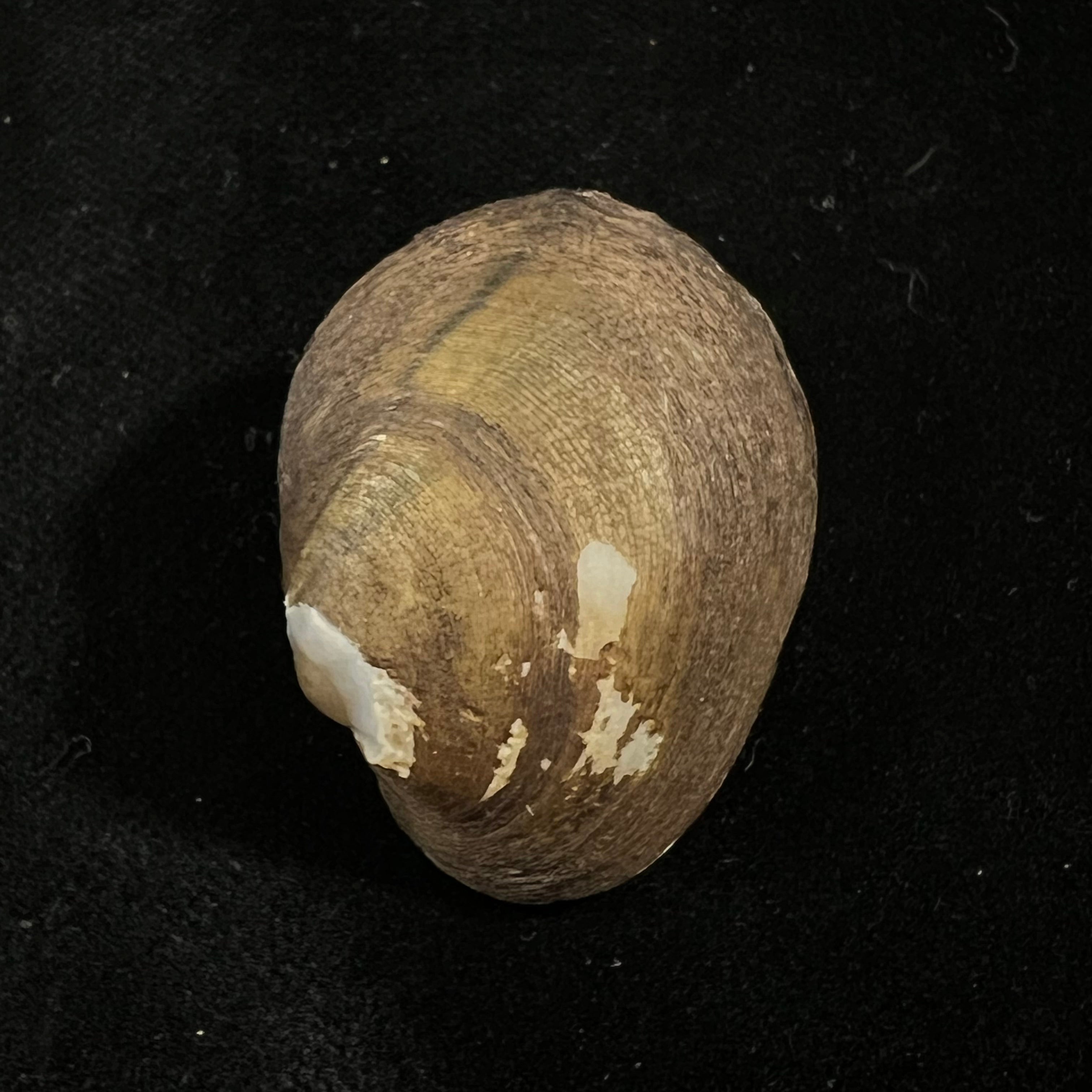 巴拉圭单髁(A. d'Orbigny, 1835) - 34,8毫米