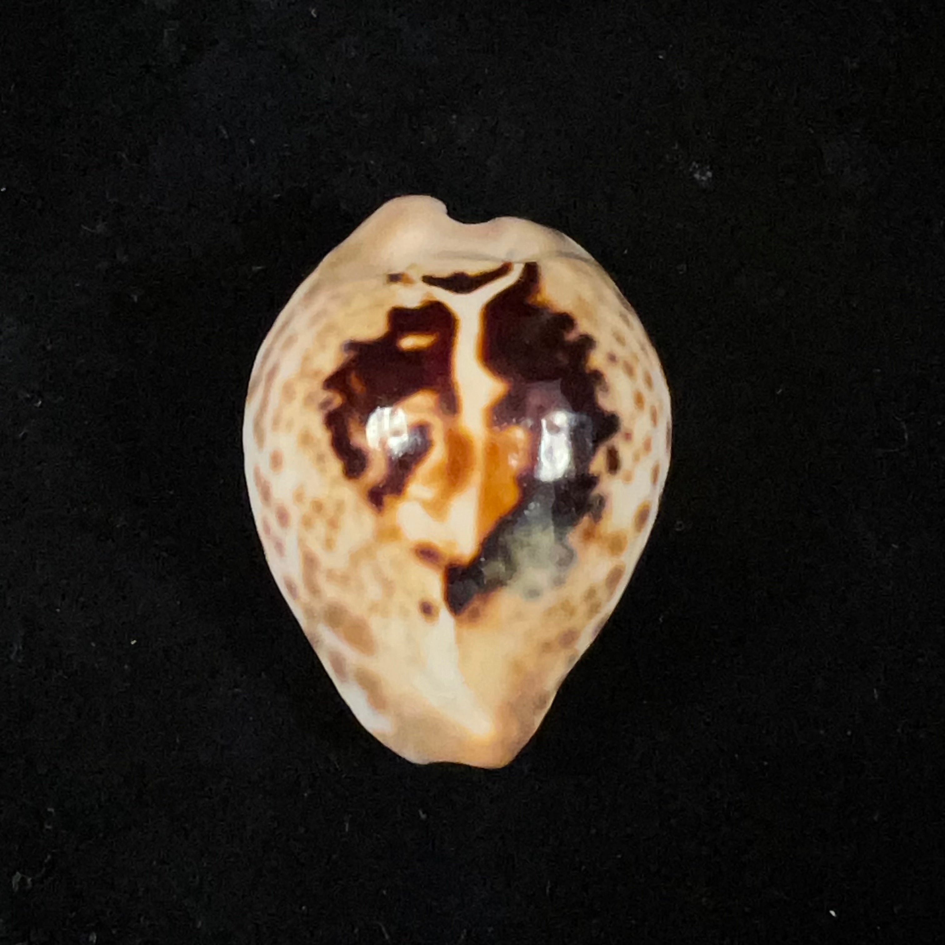 Barycypraea teulerei (Cazenavette, 1846) - 44,4mm