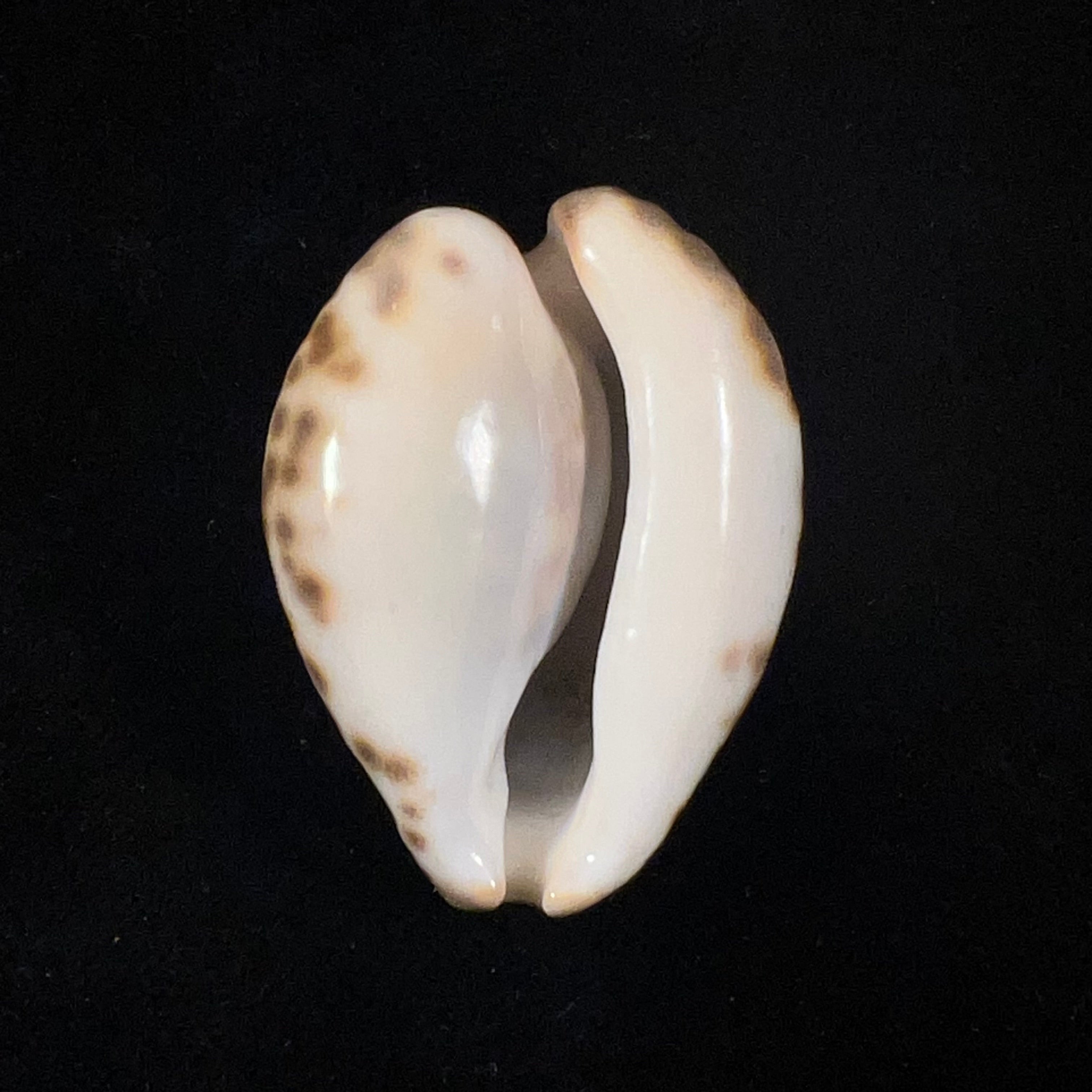 Barycypraea teulerei (Cazenavette, 1846) - 44,4mm