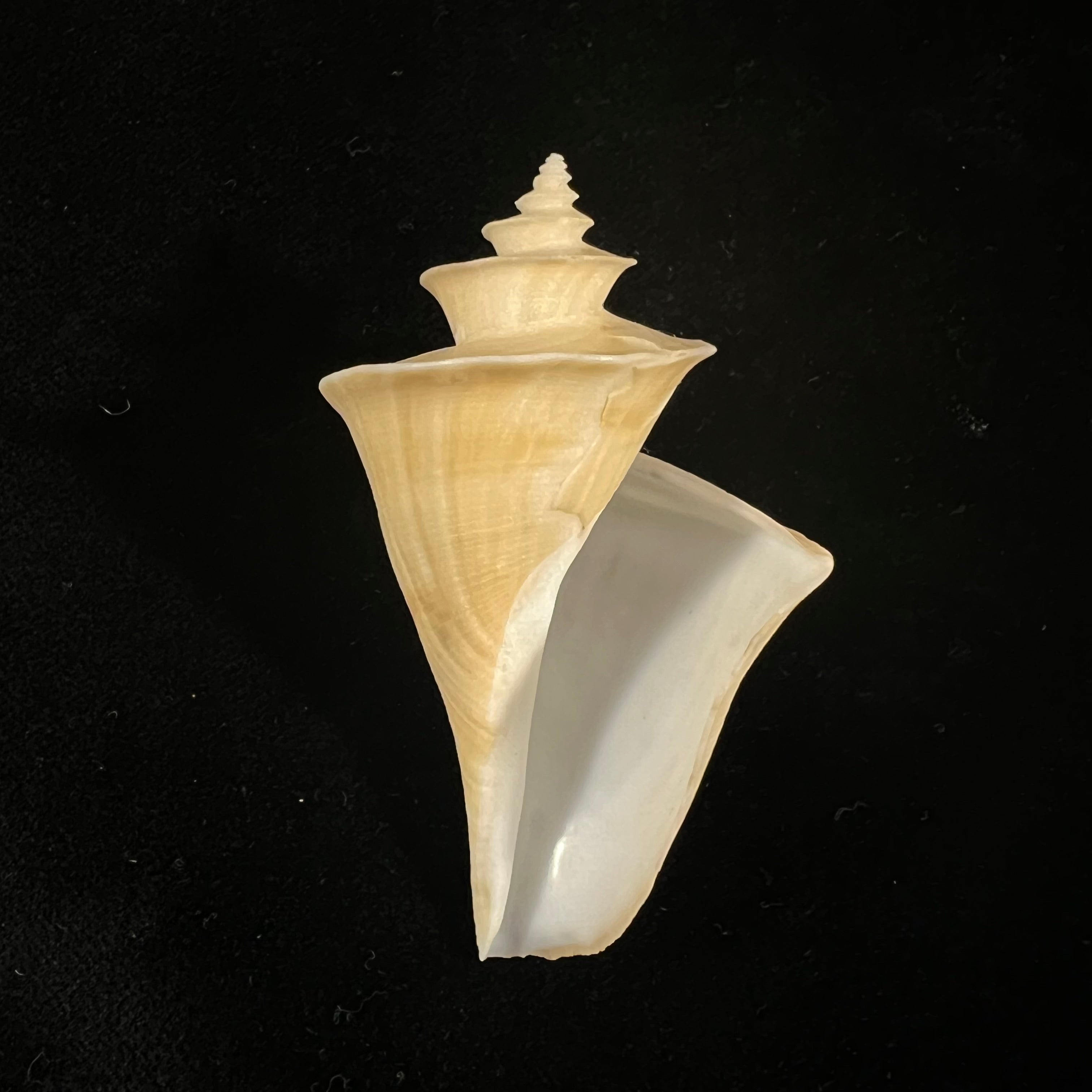 Thatcheria mirabilis Angas, 1877 - 67,5毫米
