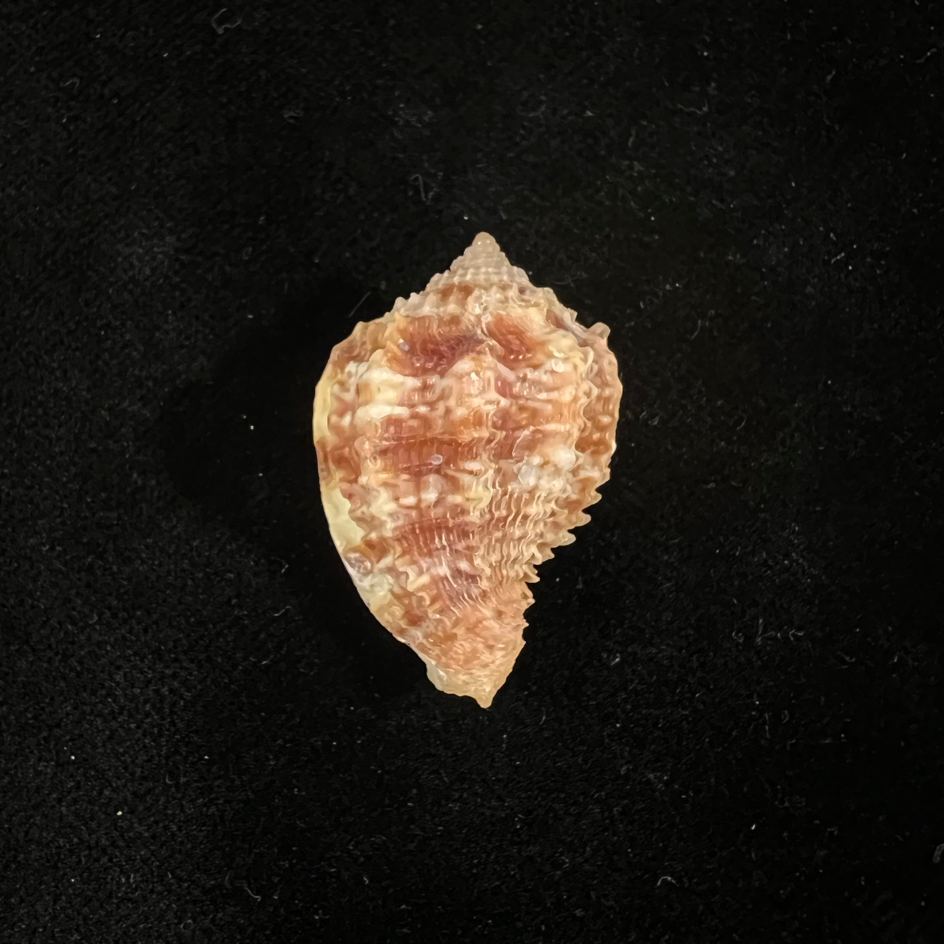 Morum praeclarum Melvill, 1919 - 31,2mm