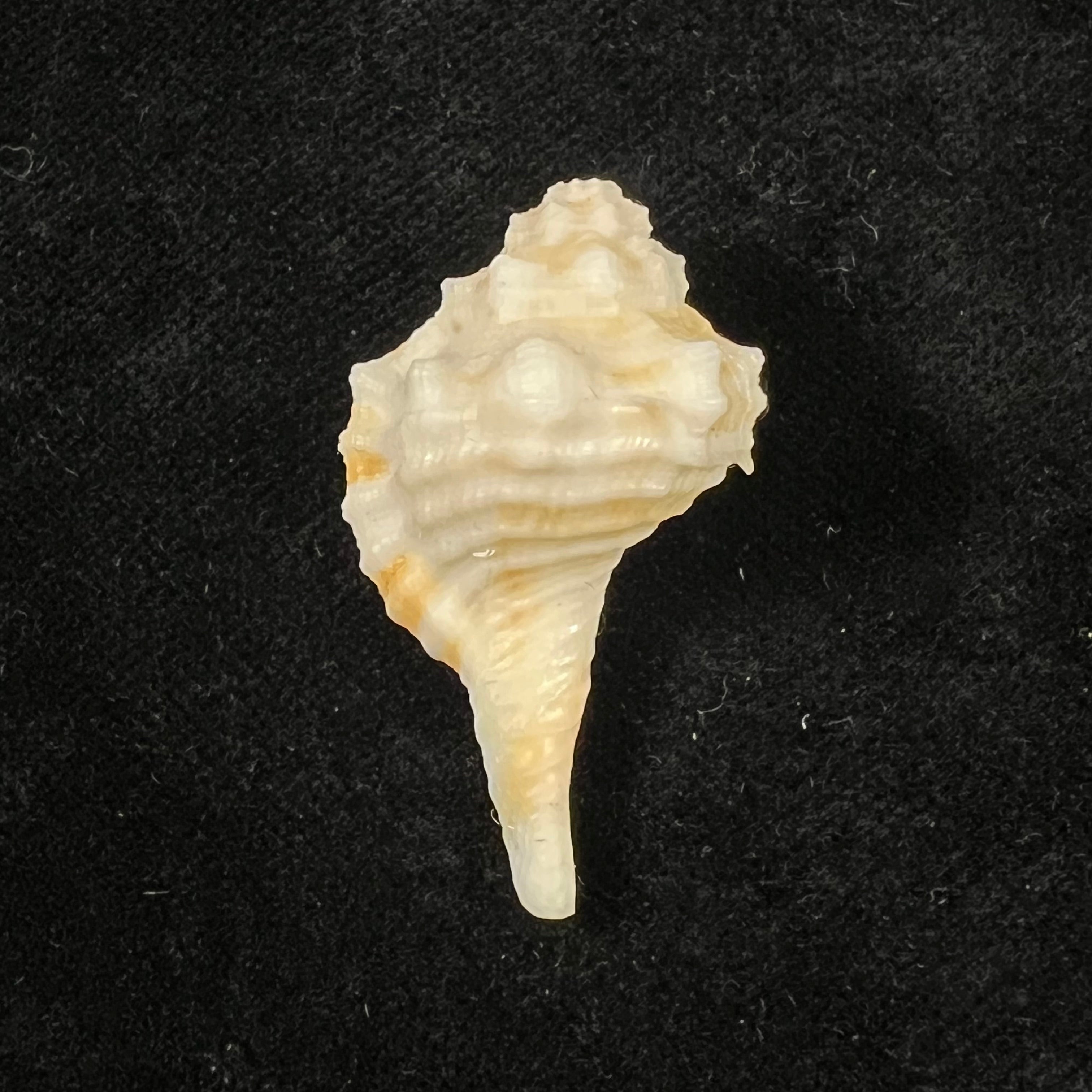 Ranularia rehderi (A. H. Verrill, 1950) - 36,9mm
