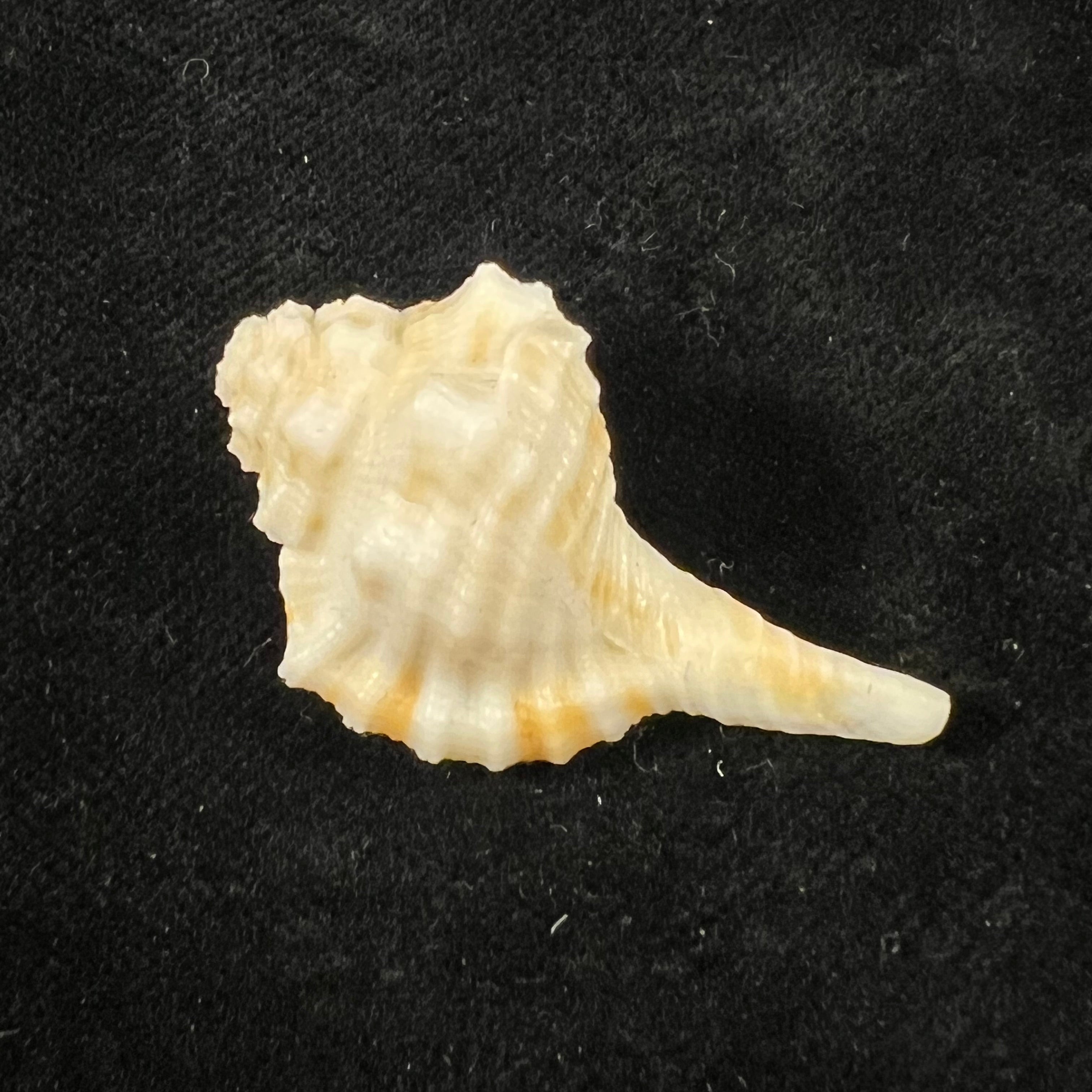 Ranularia rehderi (A. H. Verrill, 1950) - 36,9mm