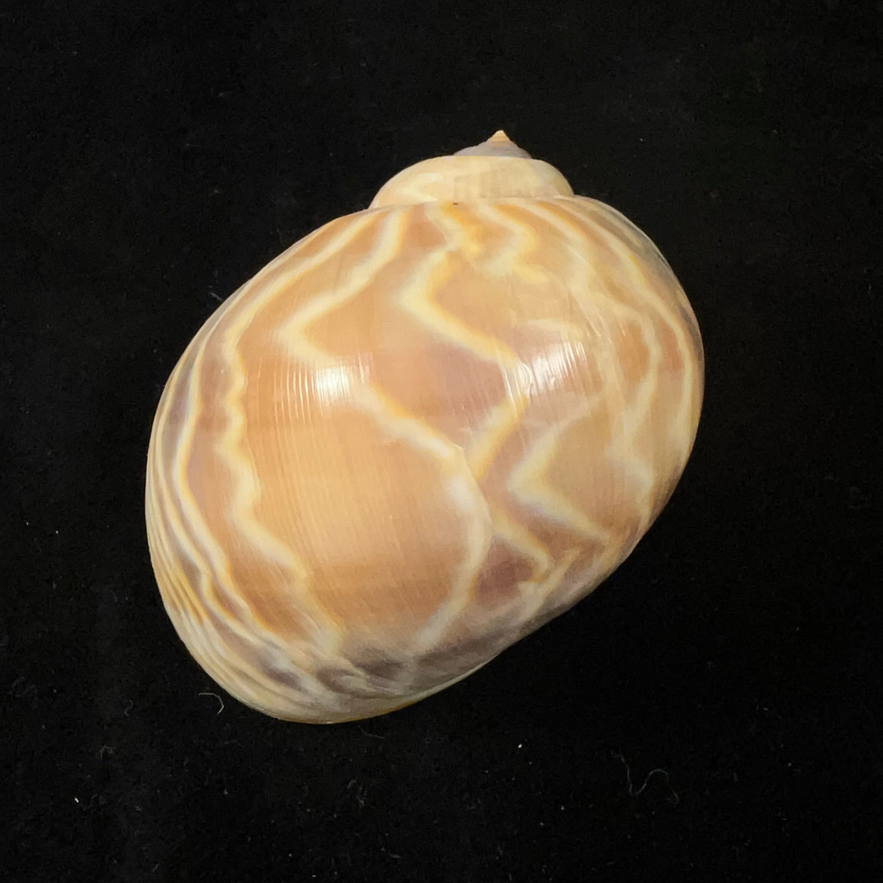 Cernina fluctuata(GB Sowerby I,1825)- 67,6毫米